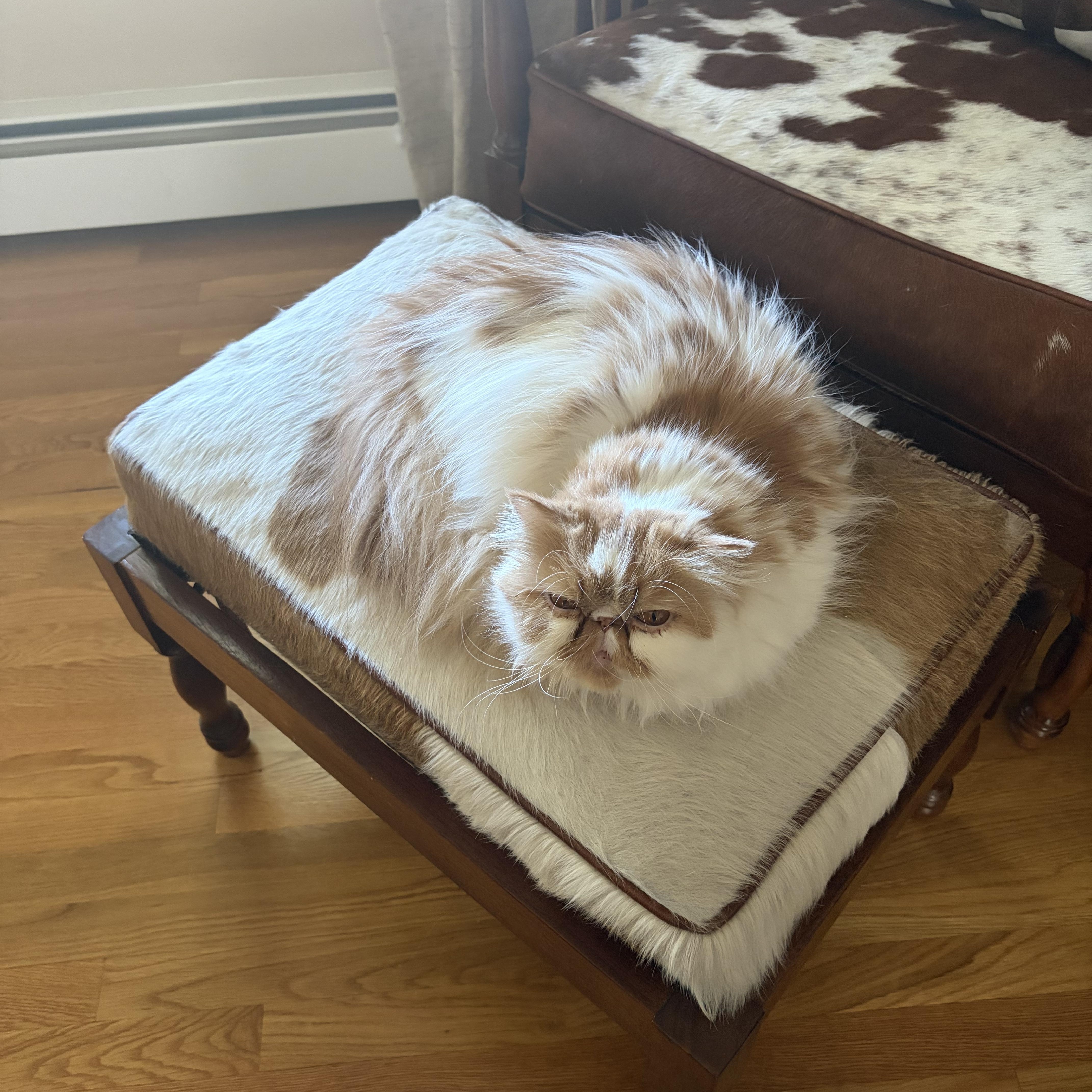 Enlarge Chanel, an adopted Persian in Boston, MA image 4/6