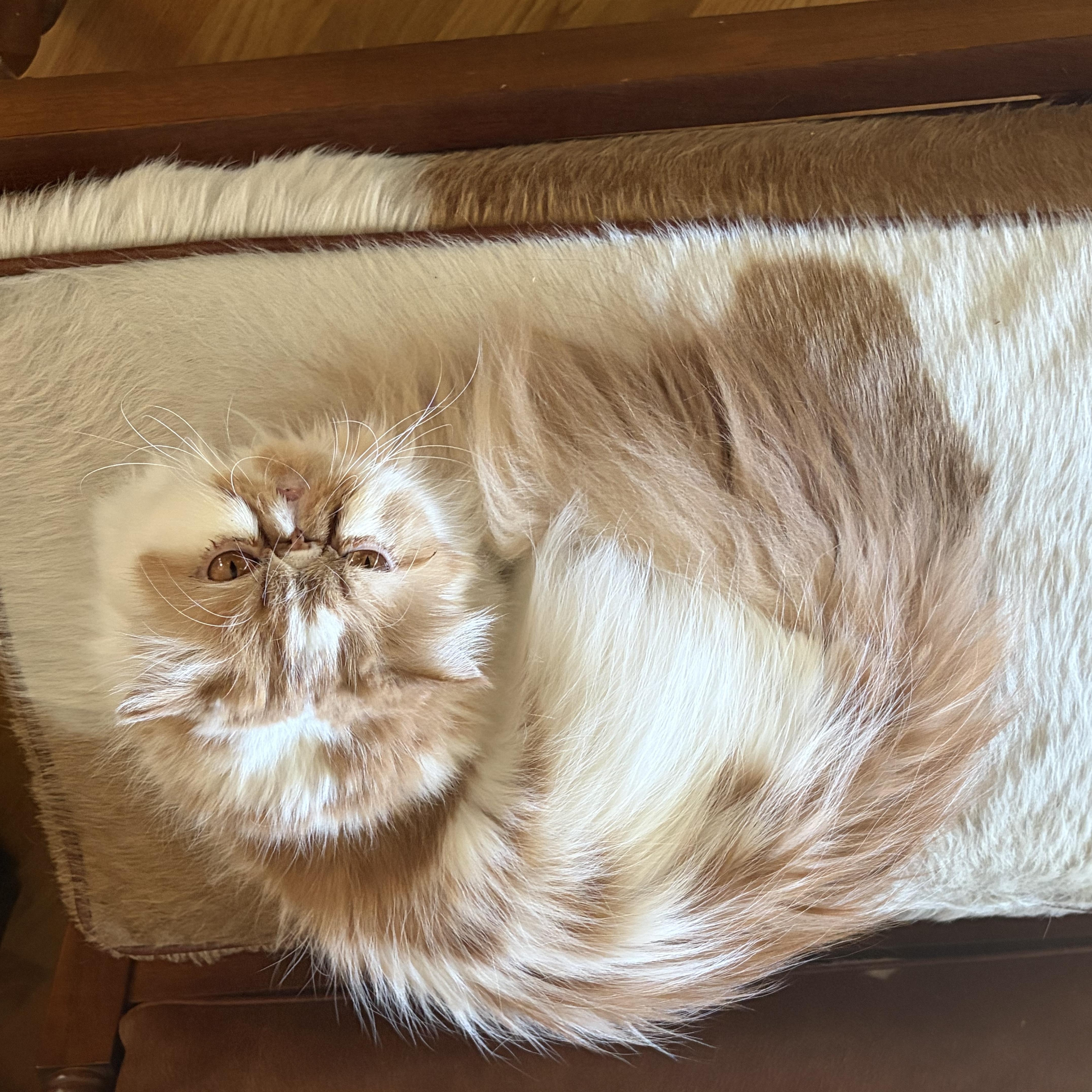 Enlarge Chanel, an adopted Persian in Boston, MA image 5/6