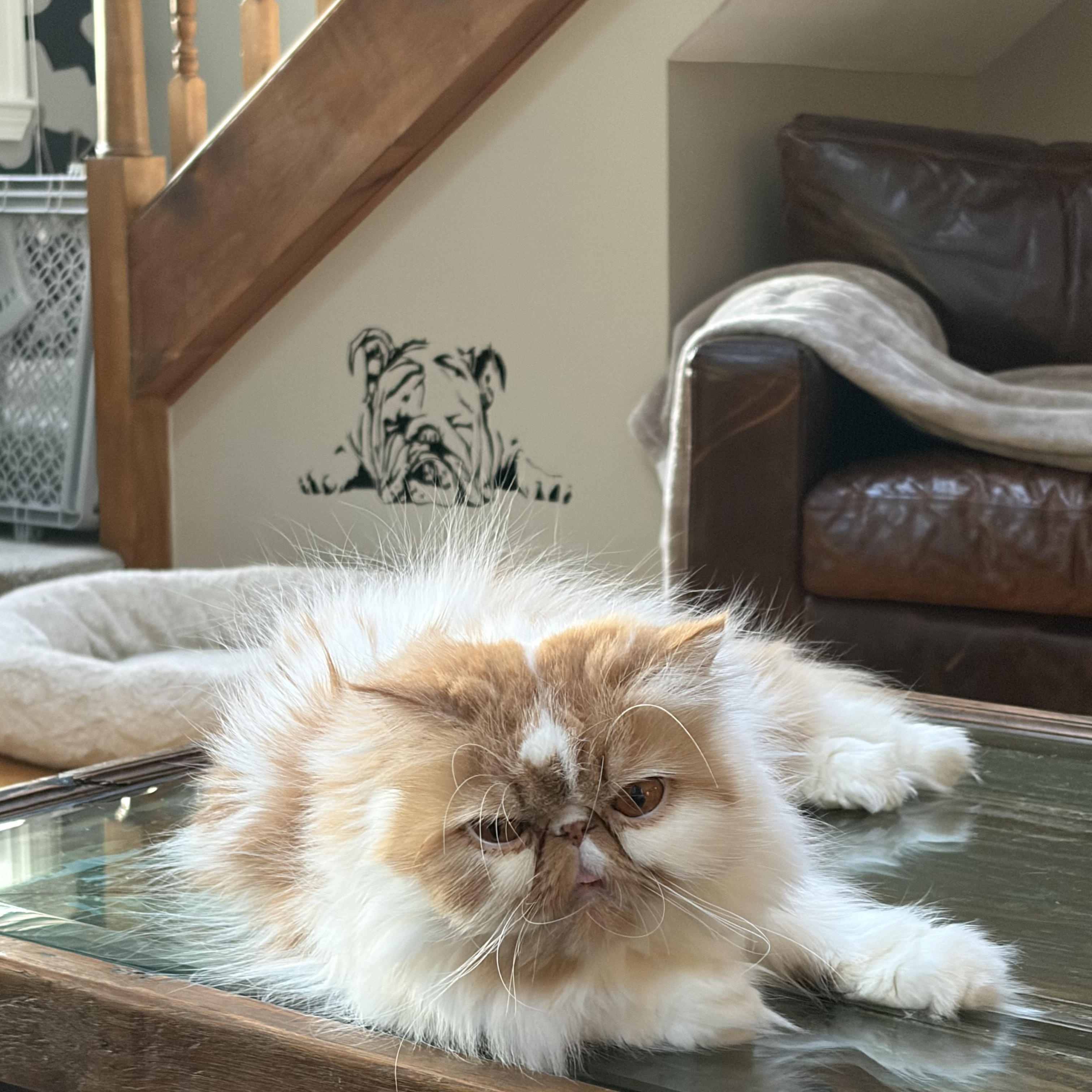 Chanel, adopted, Young Female Persian.