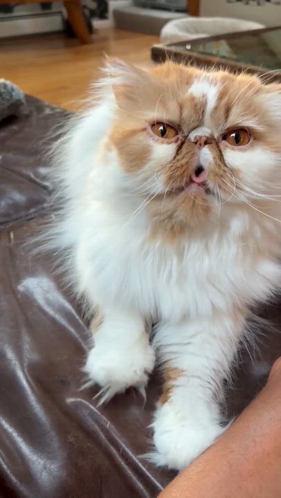 Enlarge Chanel, an adopted Persian in Boston, MA video 6/6