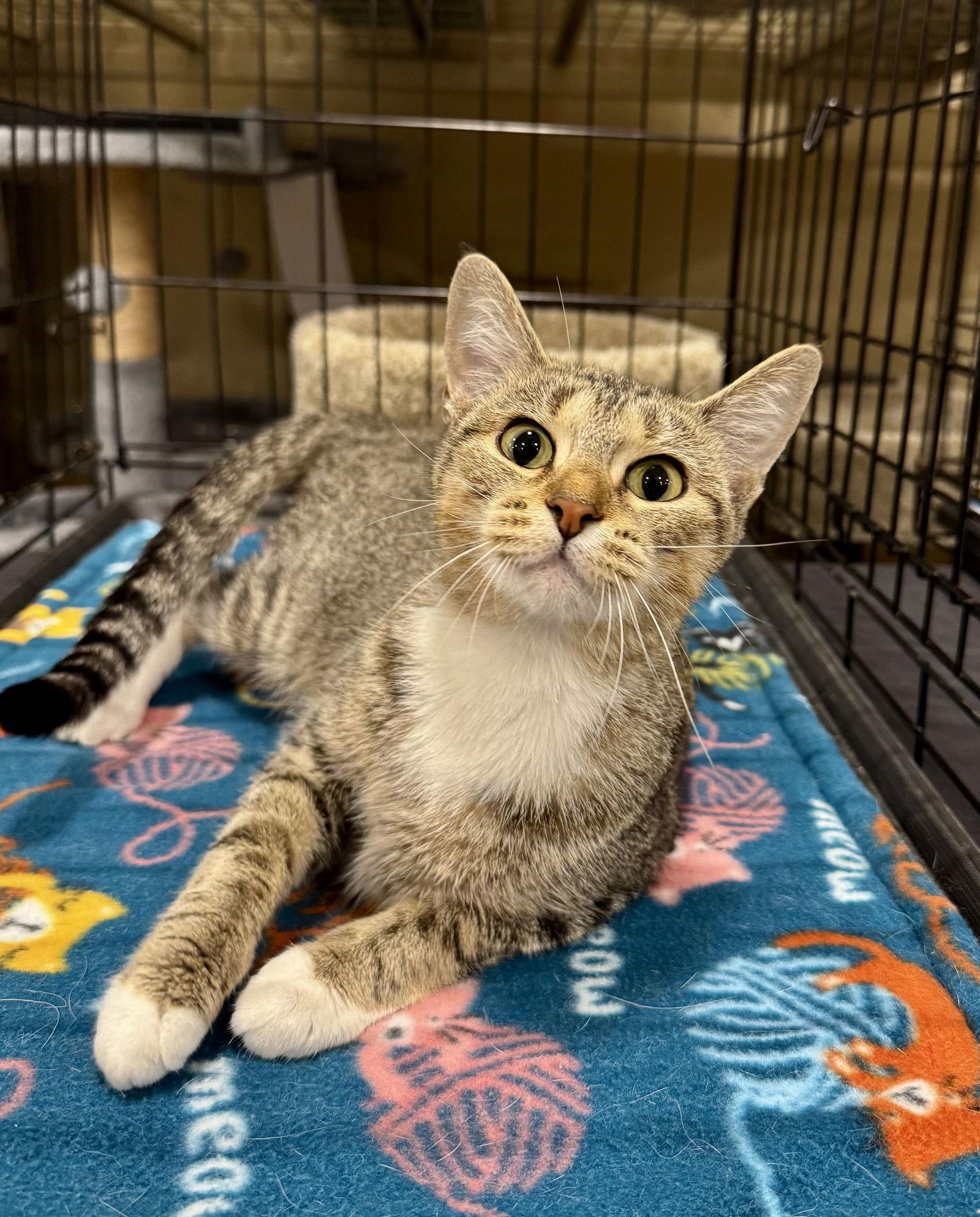 Sophia, Adopted, Young Female Domestic Short Hair.