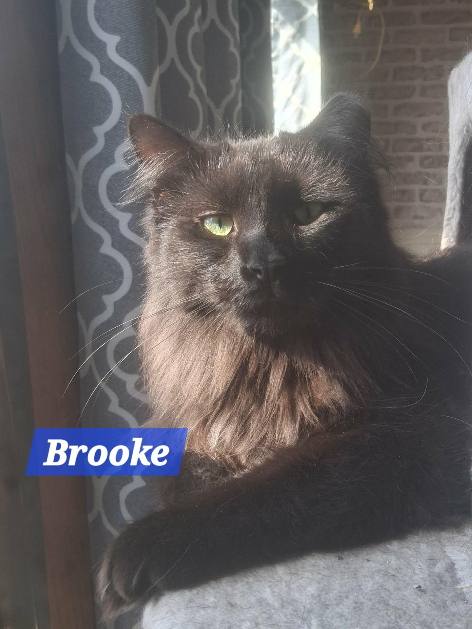 Zz Brooke ~ Courtesy