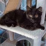 Zz Brooke ~ Courtesy — thumbnail 2