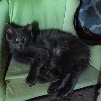 Zz Brooke ~ Courtesy — thumbnail 3