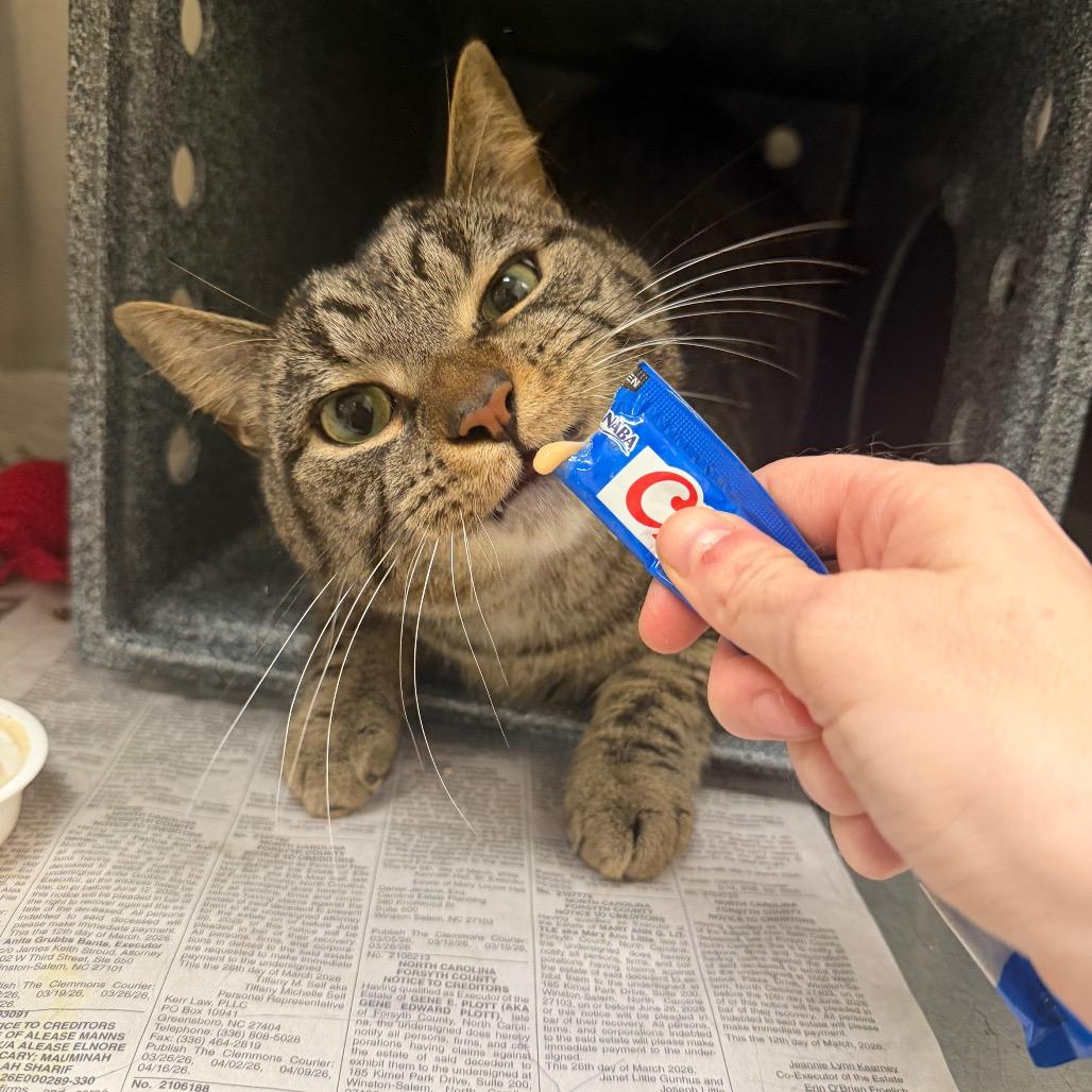 Thor, Adoptable, Adult Male American Shorthair.