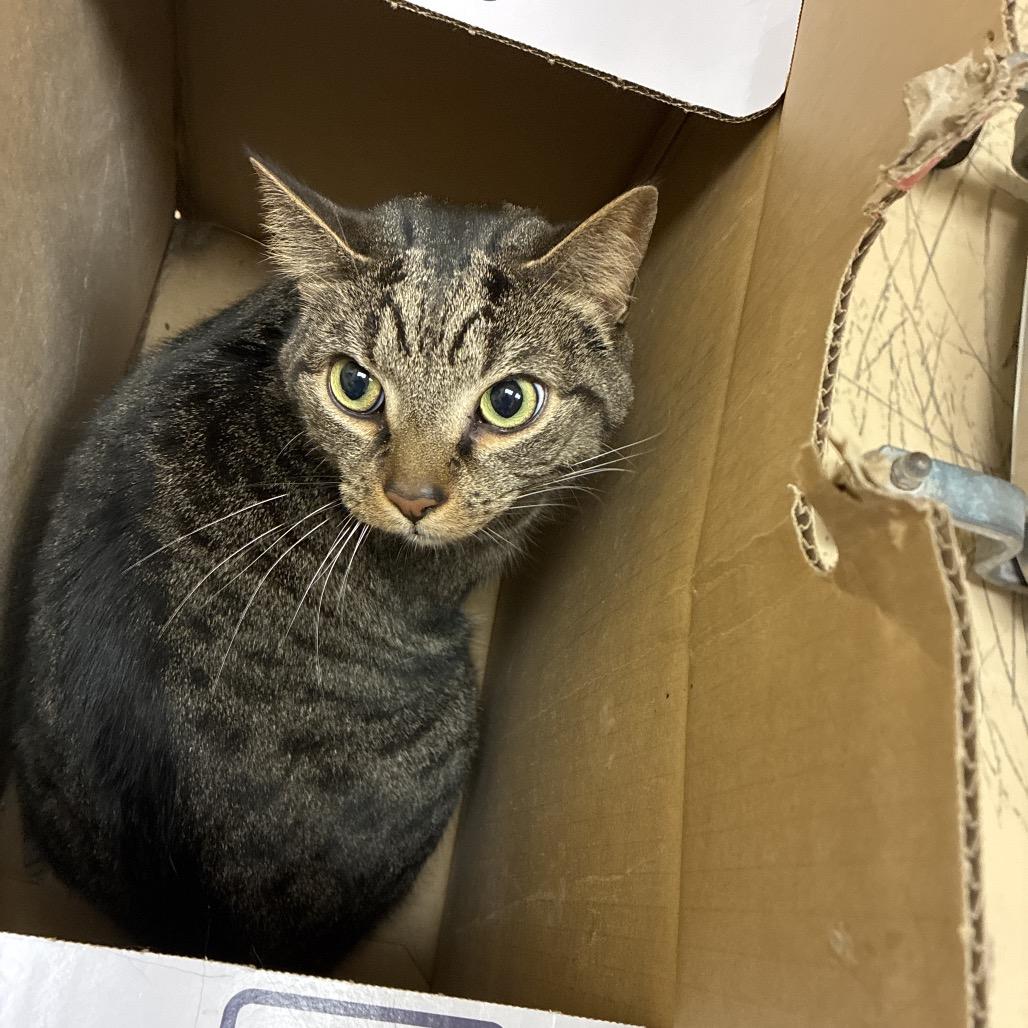 Enlarge Thor, a Adoptable American Shorthair in Winston-Salem, NC image 2/6