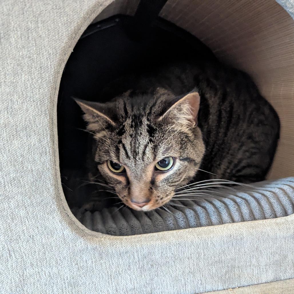 Enlarge Thor, a Adoptable American Shorthair in Winston-Salem, NC image 3/6