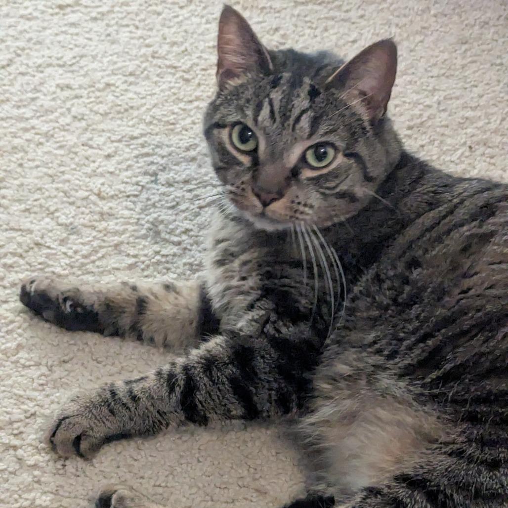 Enlarge Thor, a Adoptable American Shorthair in Winston-Salem, NC image 4/6