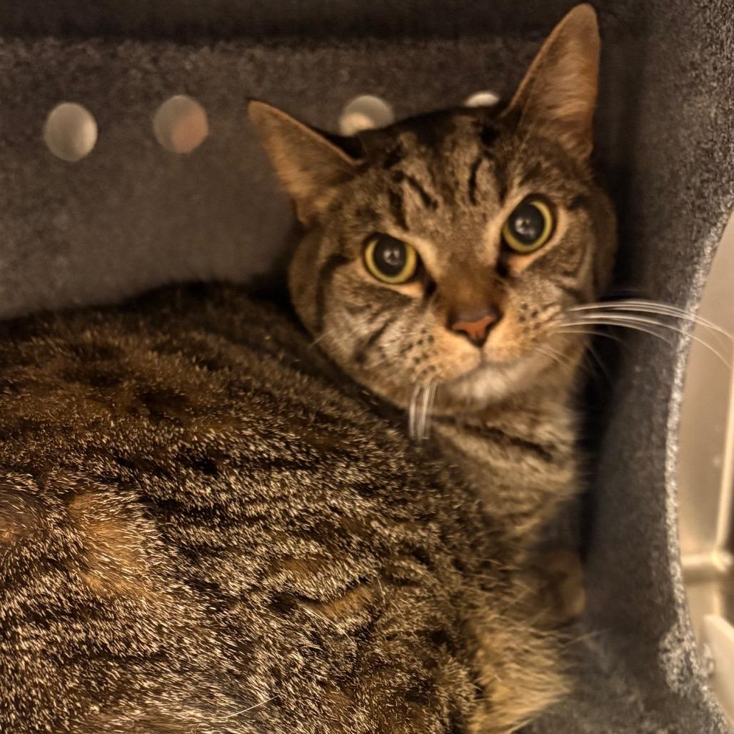 Enlarge Thor, a Adoptable American Shorthair in Winston-Salem, NC image 5/6