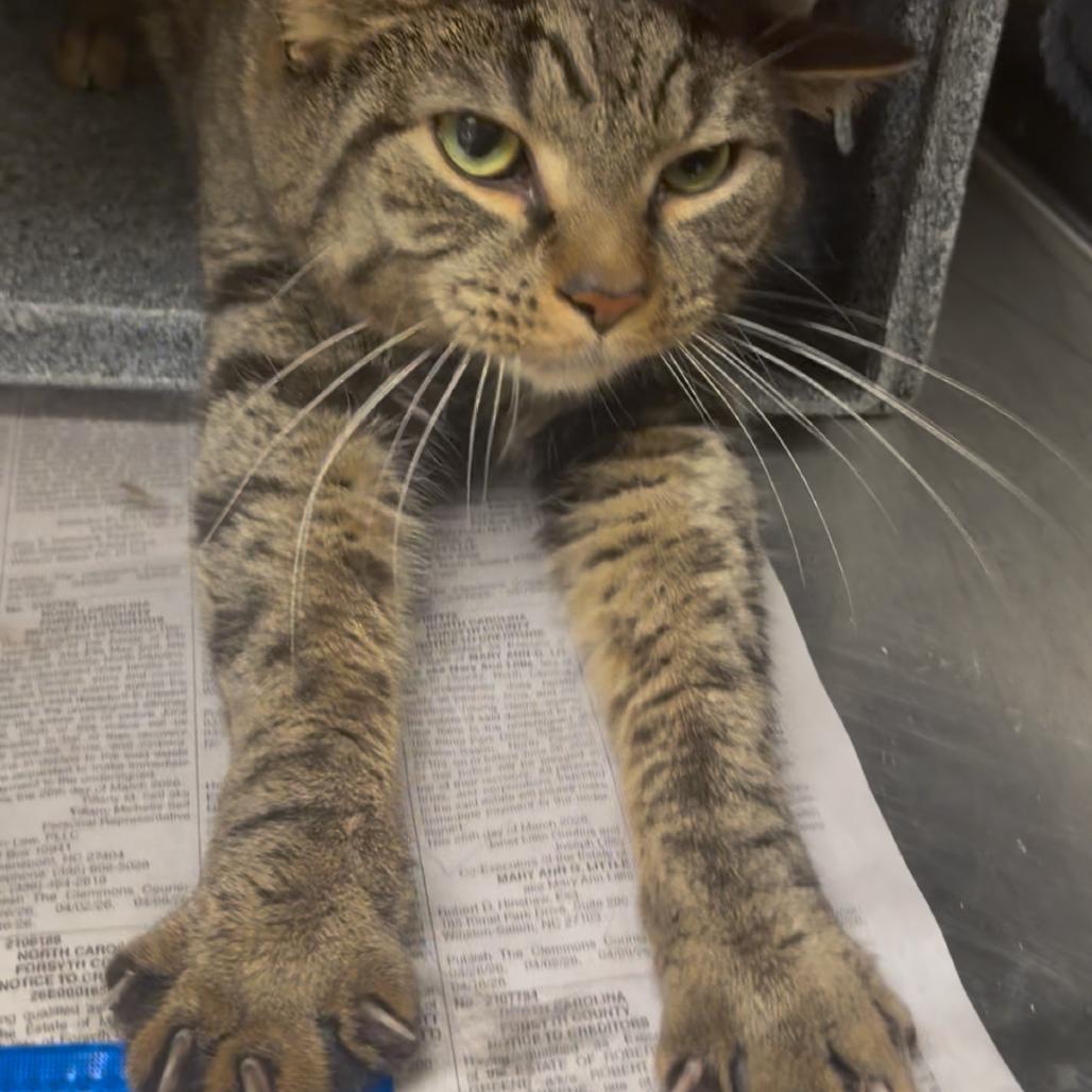 Enlarge Thor, a Adoptable American Shorthair in Winston-Salem, NC image 6/6