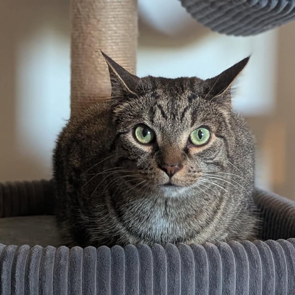 Thor, a Adoptable American Shorthair in Winston-Salem, NC image 6/6
