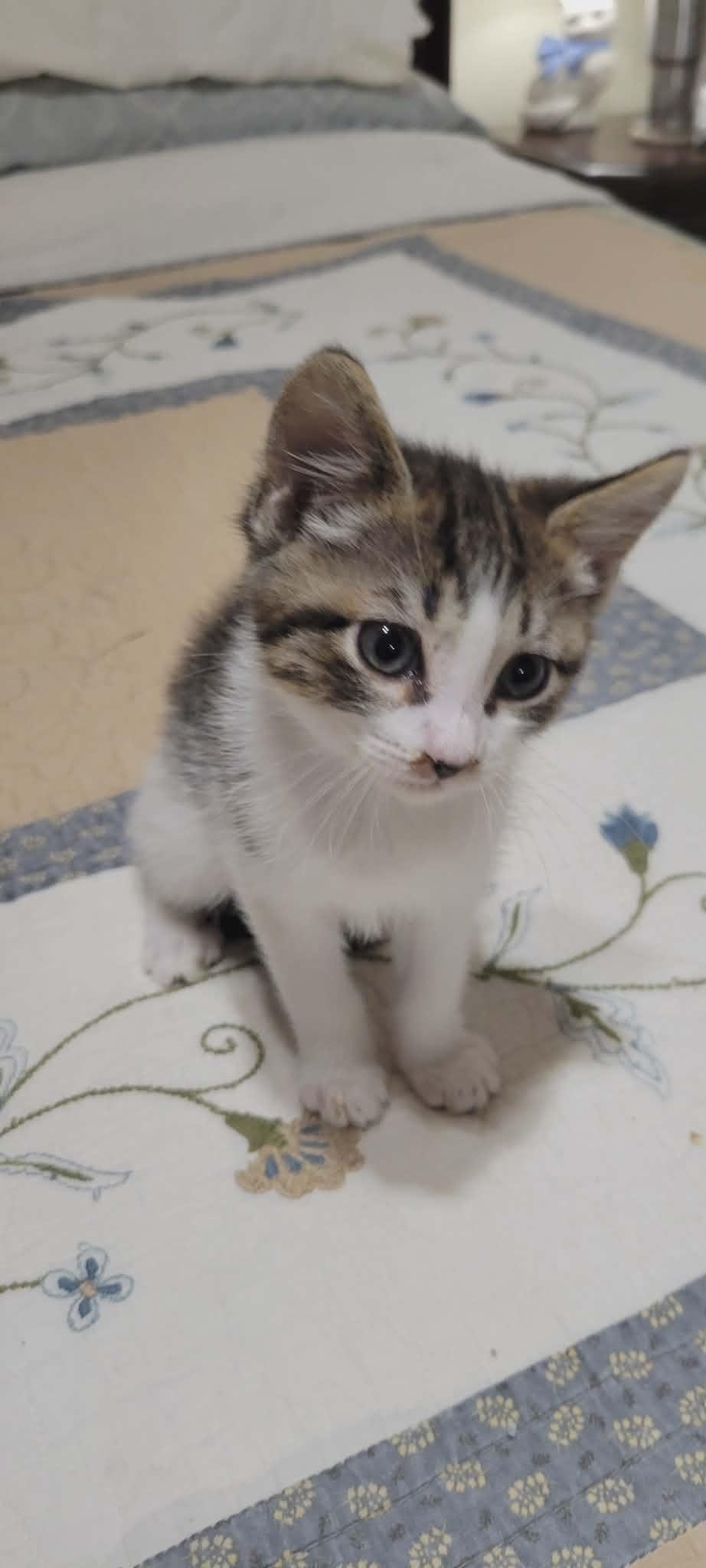 Buttons, Adoptable, Young Male American Shorthair.