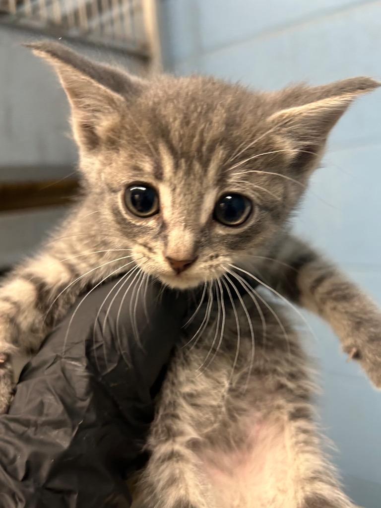 Jett, Adopted, Kitten Male Domestic Short Hair.