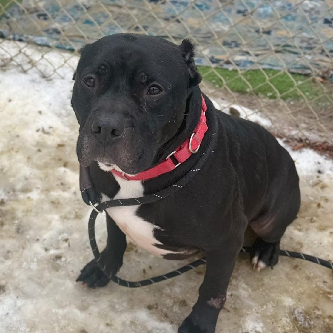 Demetrius, Adoptable, Senior Male Mixed Breed.