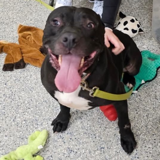 Demetrius, Adoptable, Senior Male Mixed Breed.