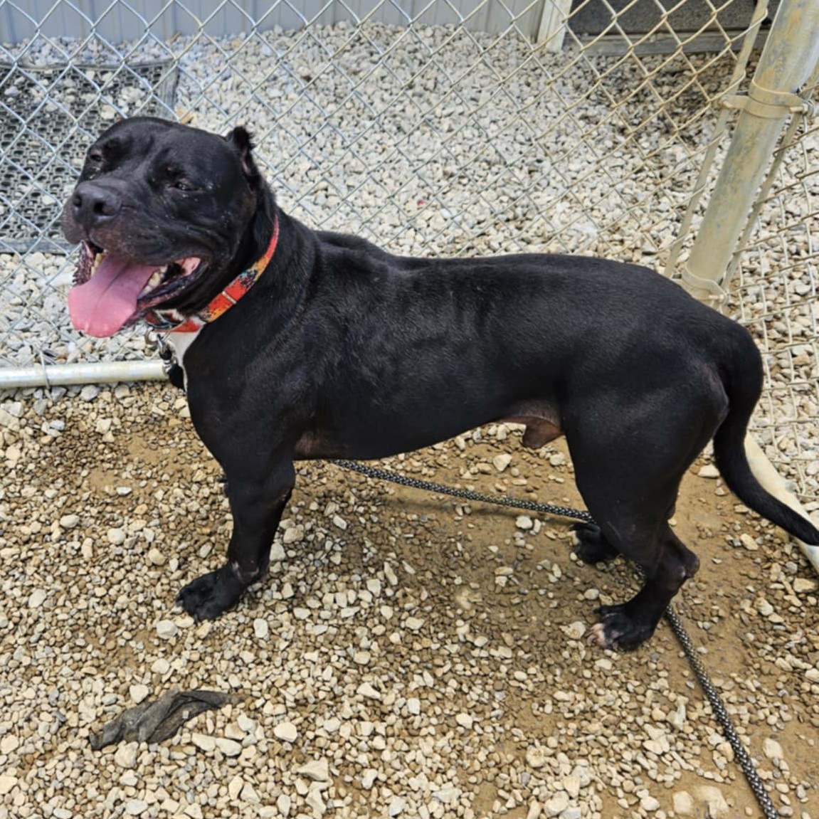 Enlarge Demetrius, a Adoptable Mixed Breed in Warren, OH image 3/3