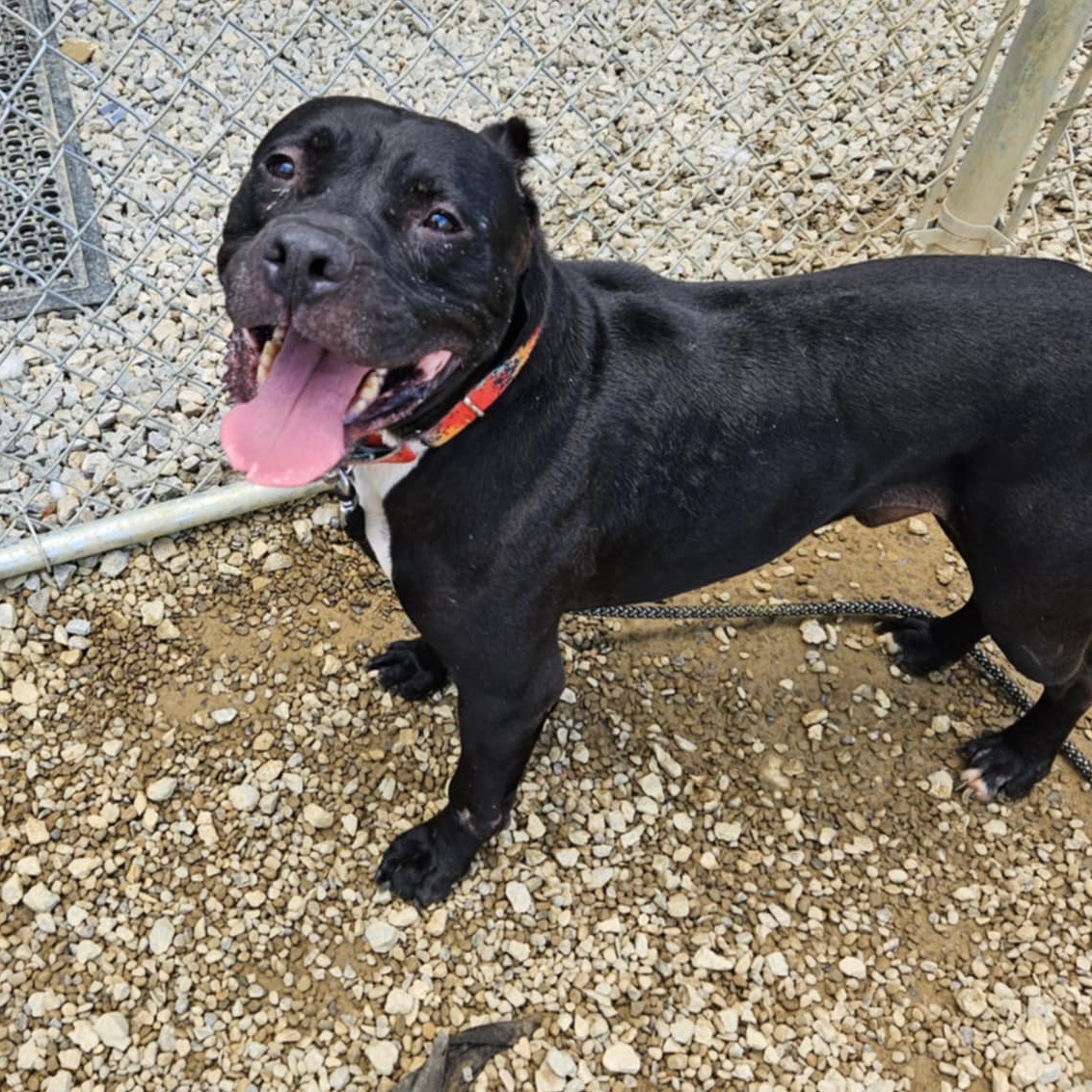 Enlarge Demetrius, a Adoptable Mixed Breed in Warren, OH image 2/3