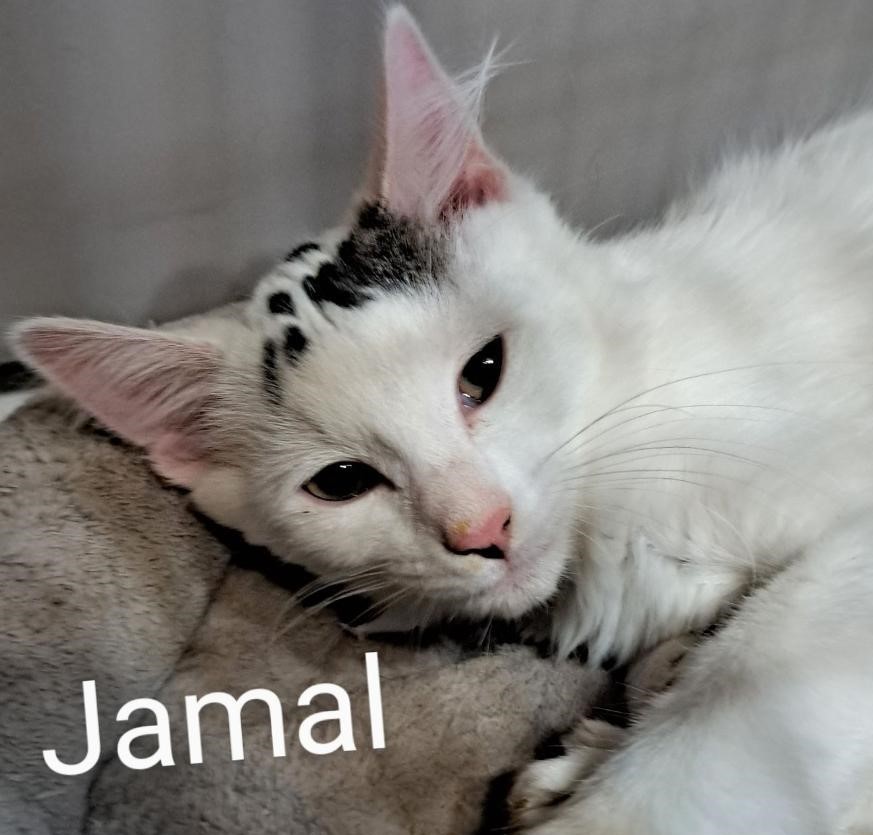 Jamal