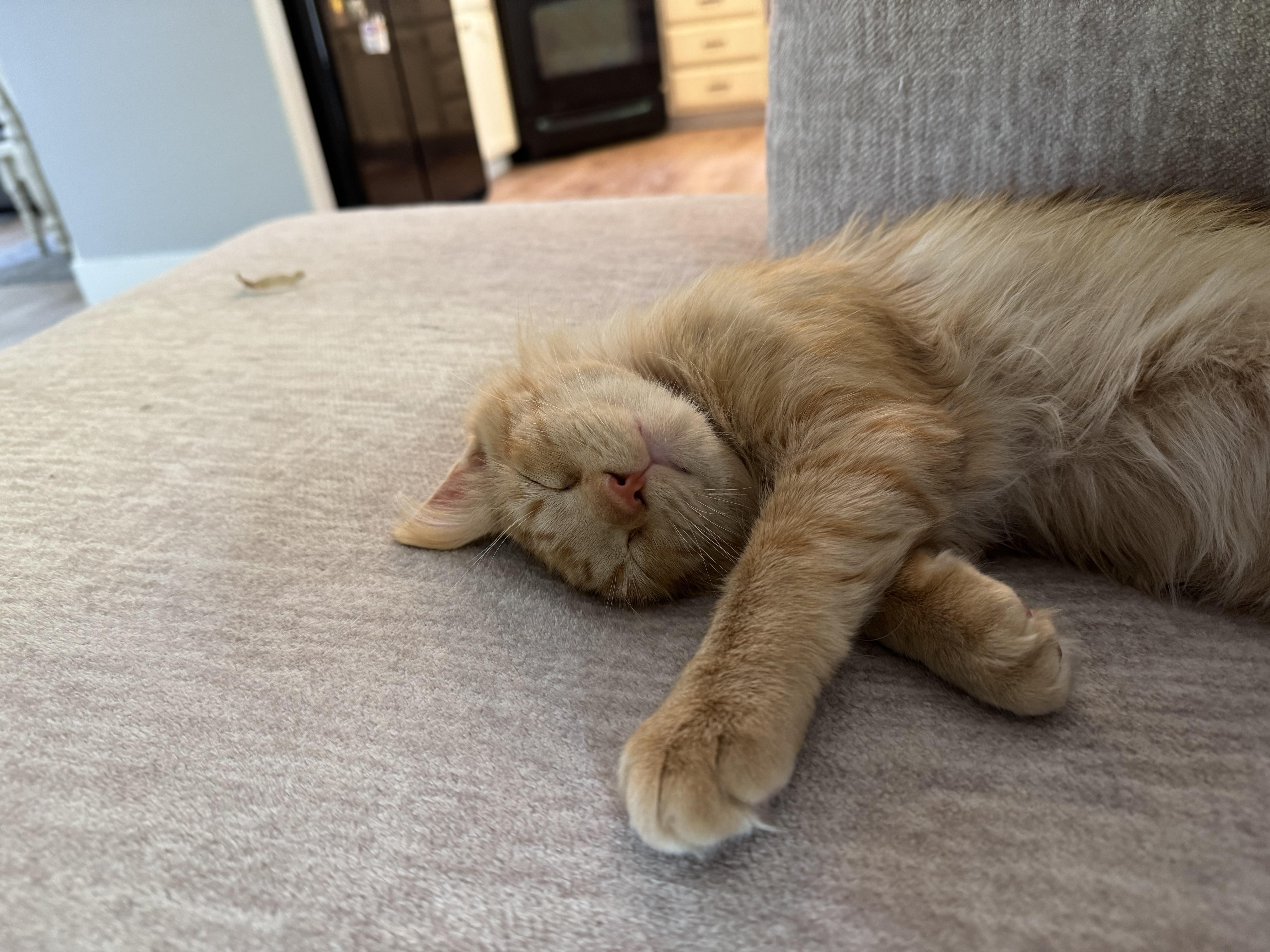 Kapow, an adopted Domestic Medium Hair in Davis, CA image 4/6
