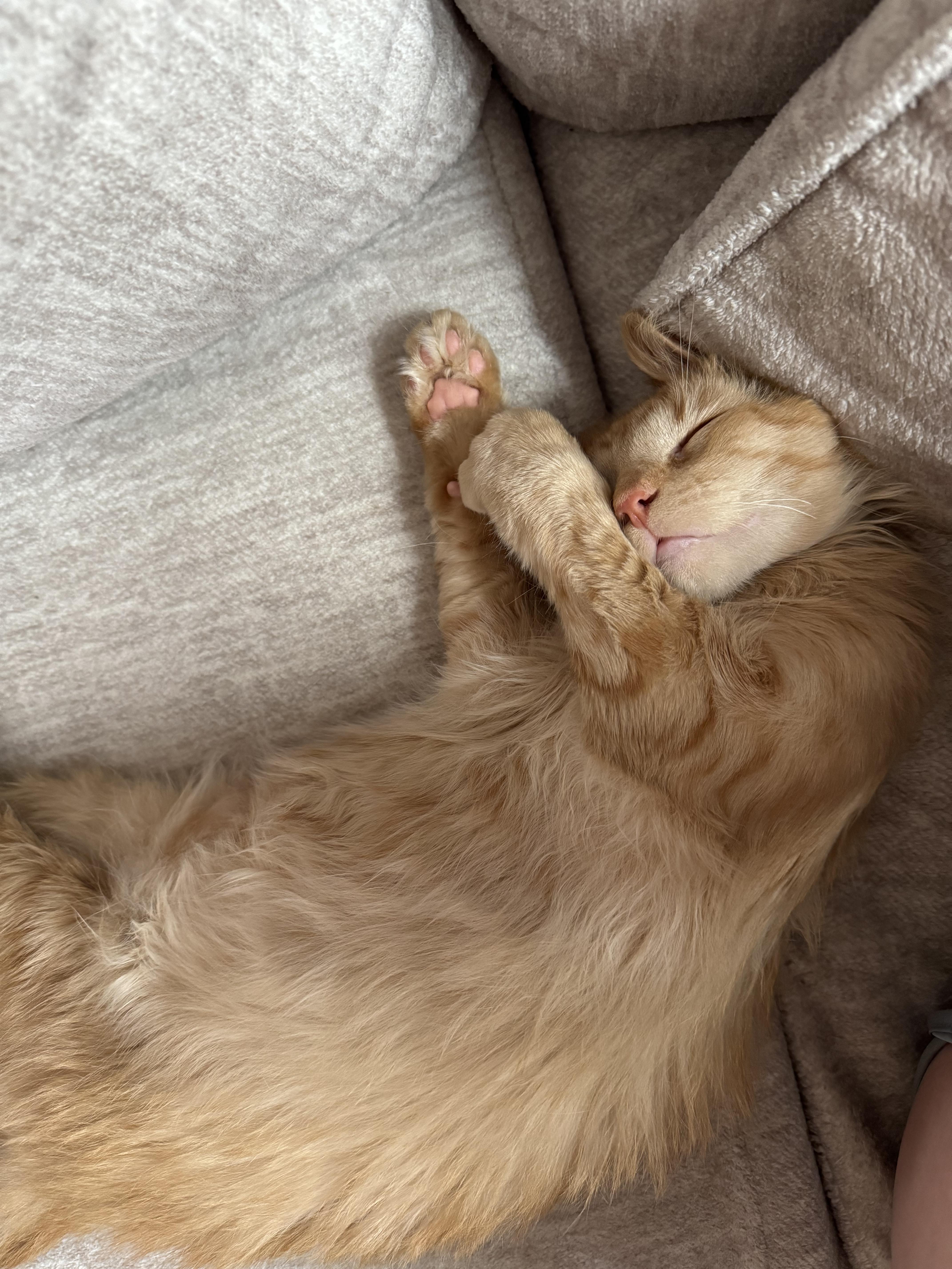 Kapow, an adopted Domestic Medium Hair in Davis, CA image 2/6