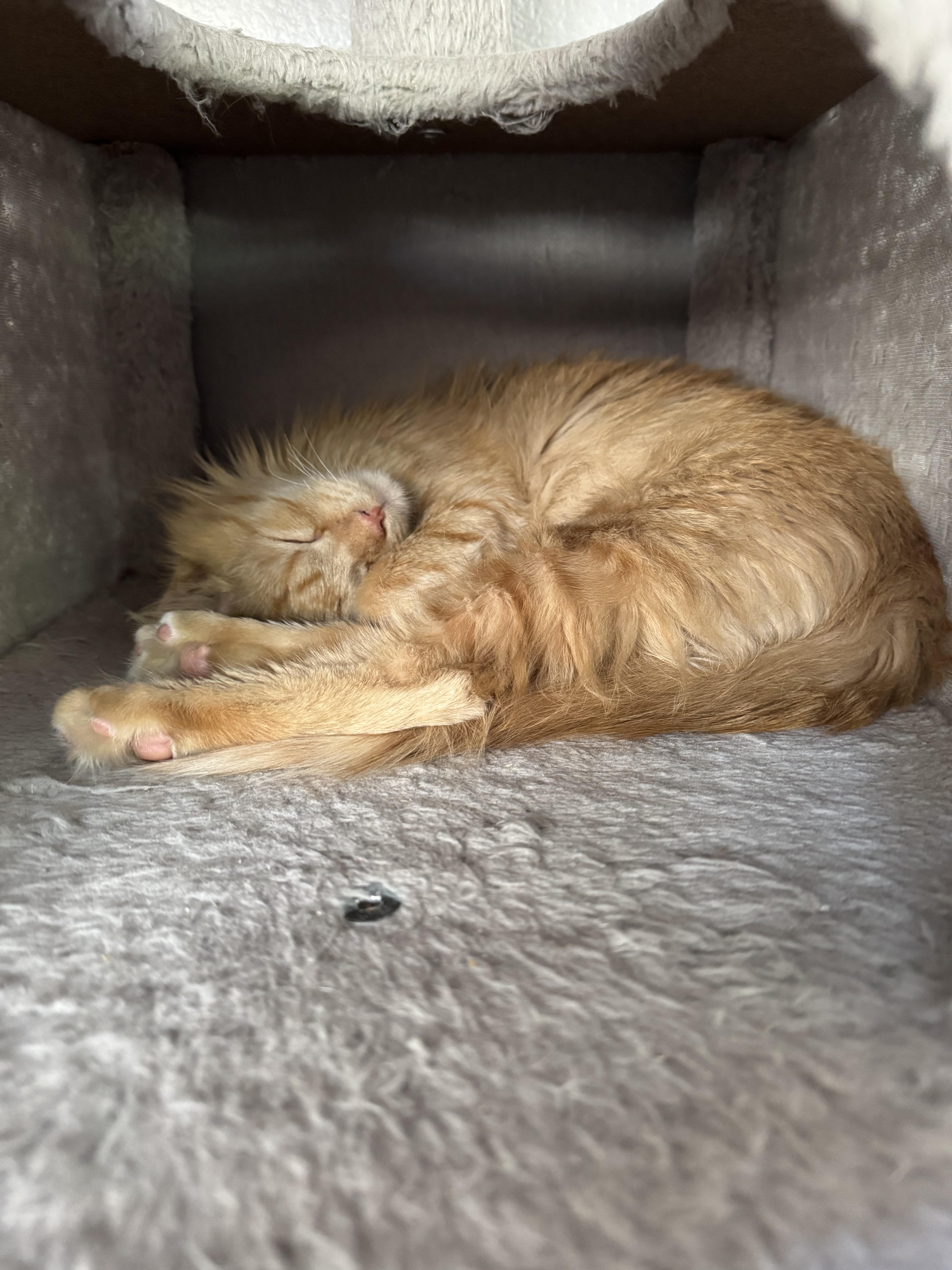 Kapow, an adopted Domestic Medium Hair in Davis, CA image 6/6