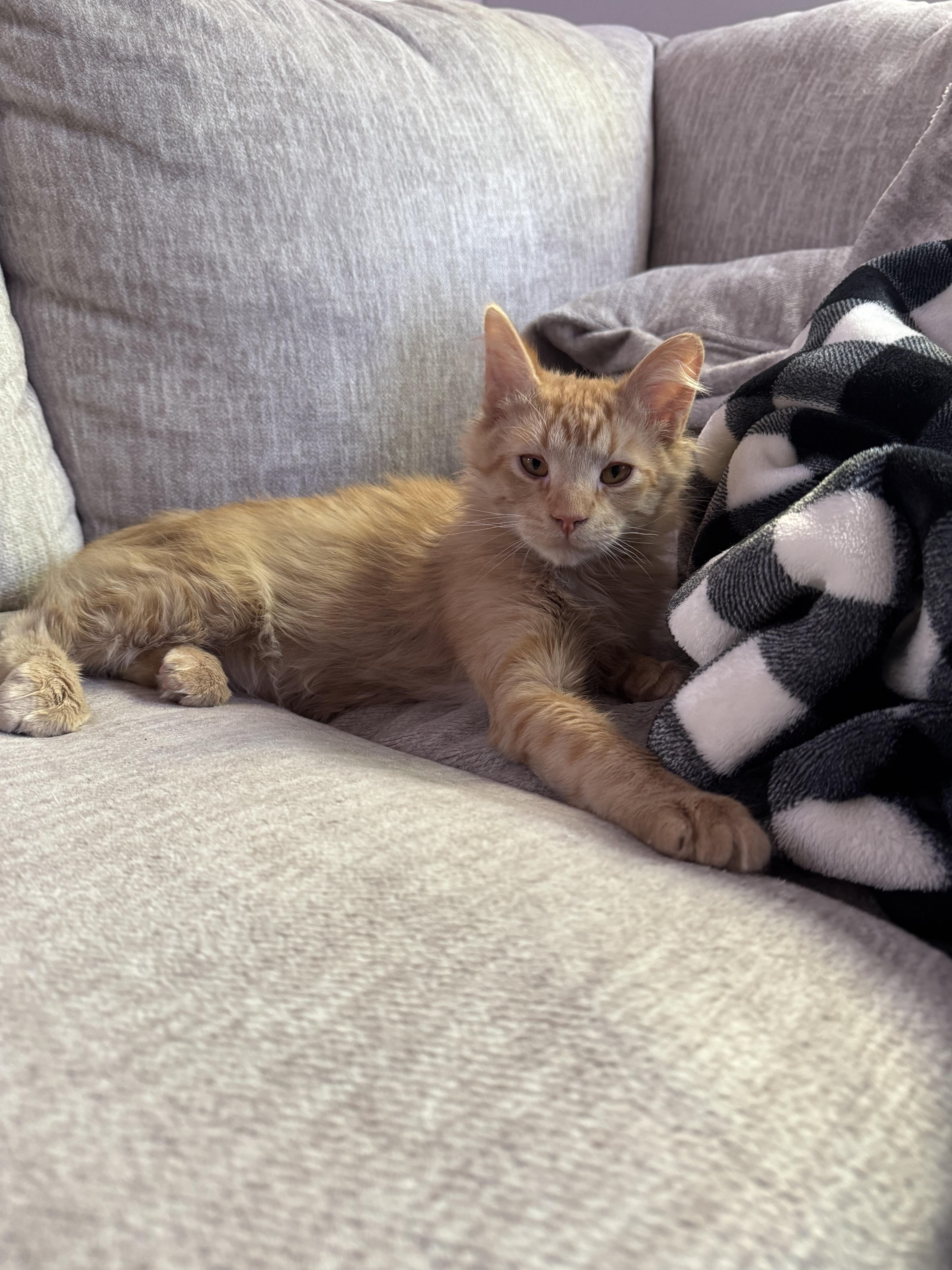 Kapow, an adopted Domestic Medium Hair in Davis, CA image 1/6
