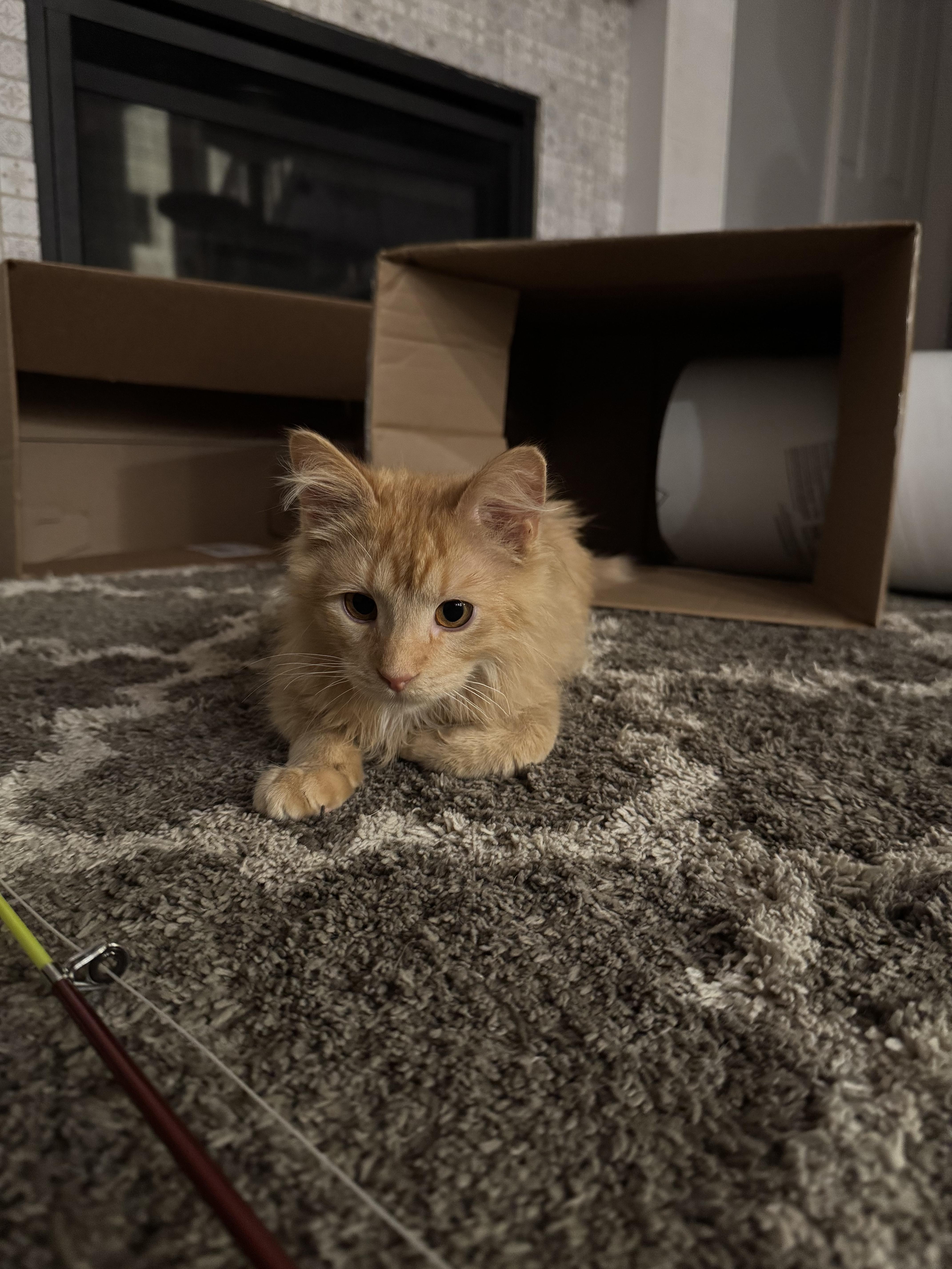 Kapow, an adopted Domestic Medium Hair in Davis, CA image 3/6