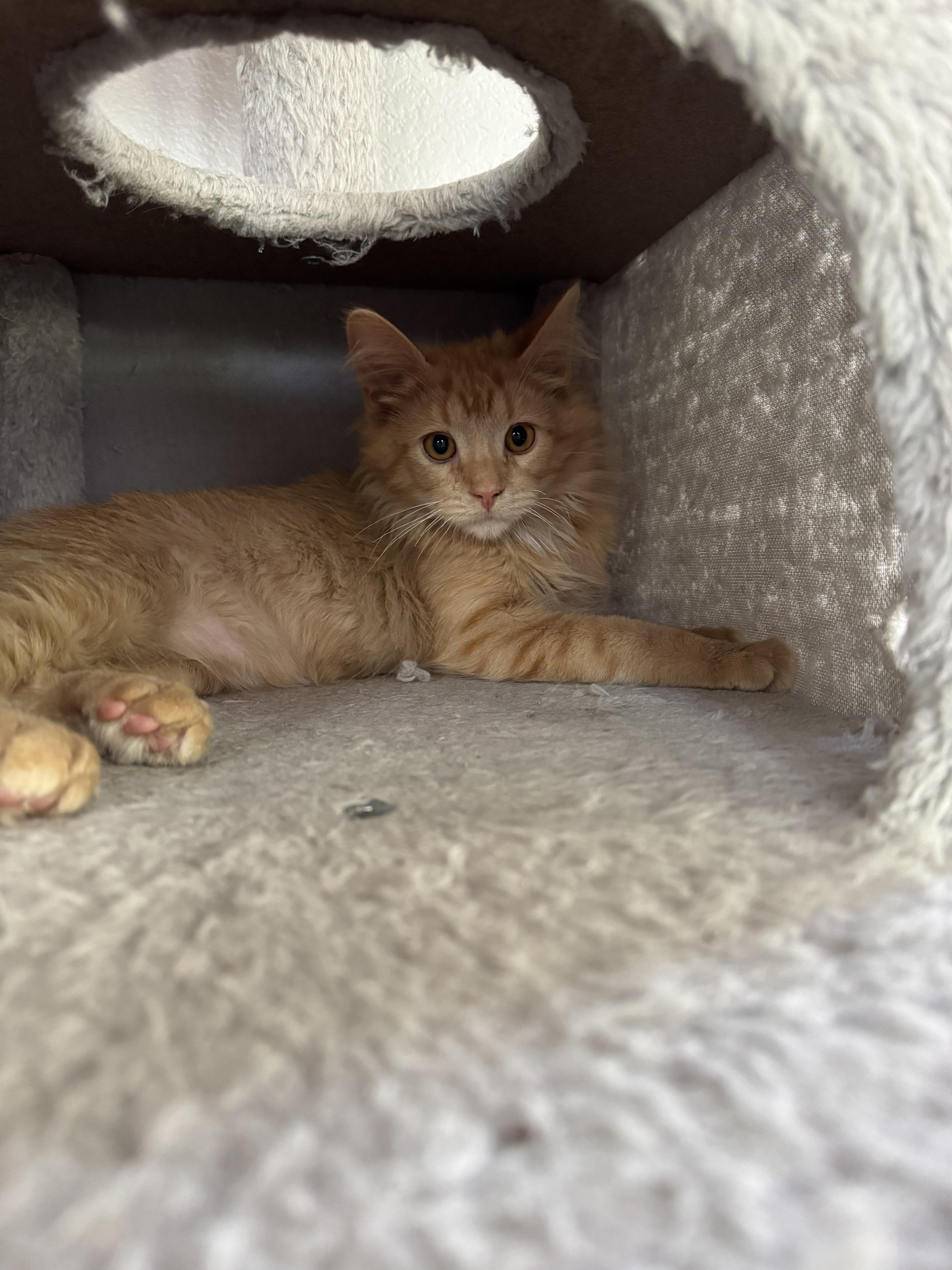 Kapow, an adopted Domestic Medium Hair in Davis, CA image 5/6