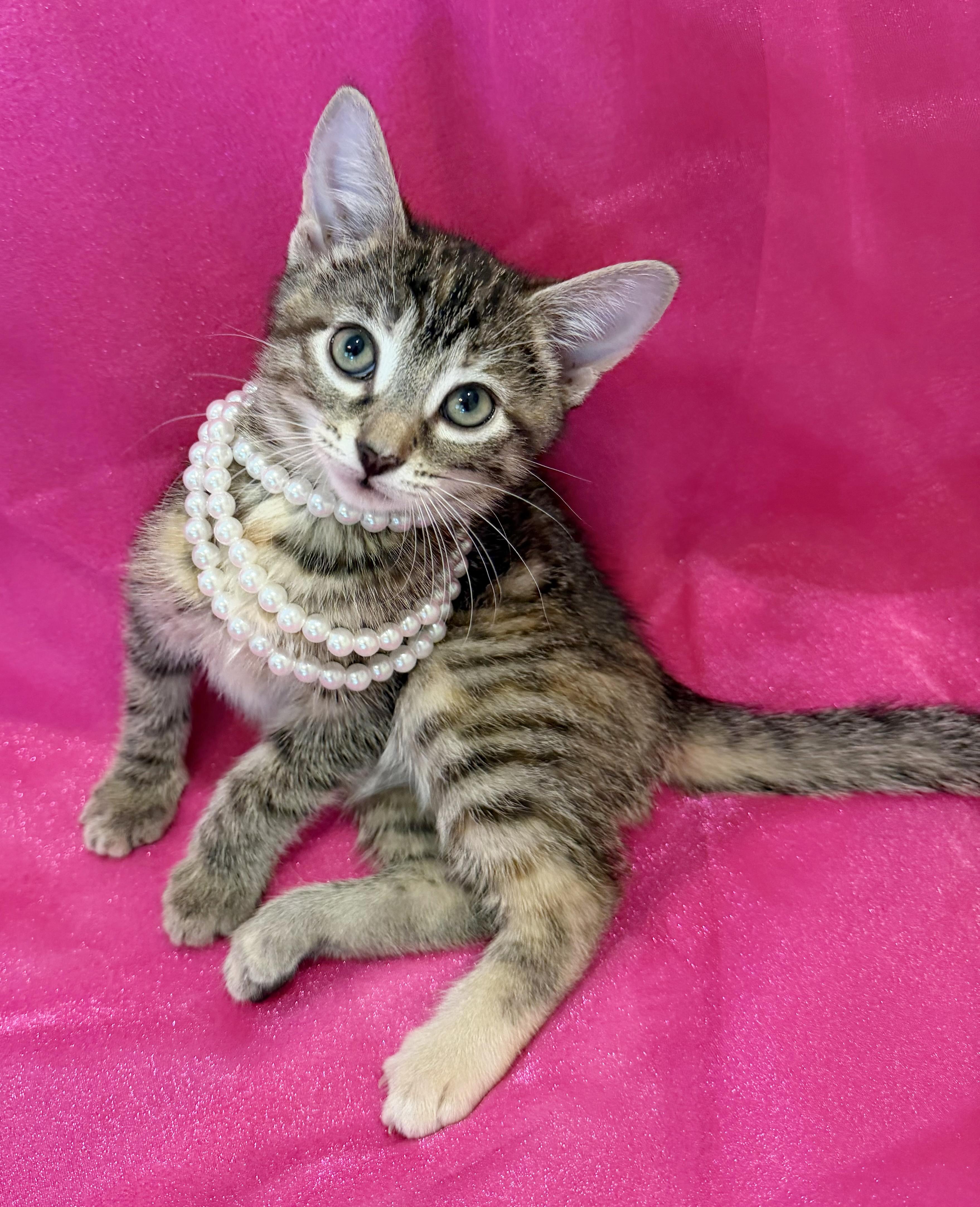 Twilight, a ADOPTABLE mixed breed in Lake Monroe, FL image 1/6