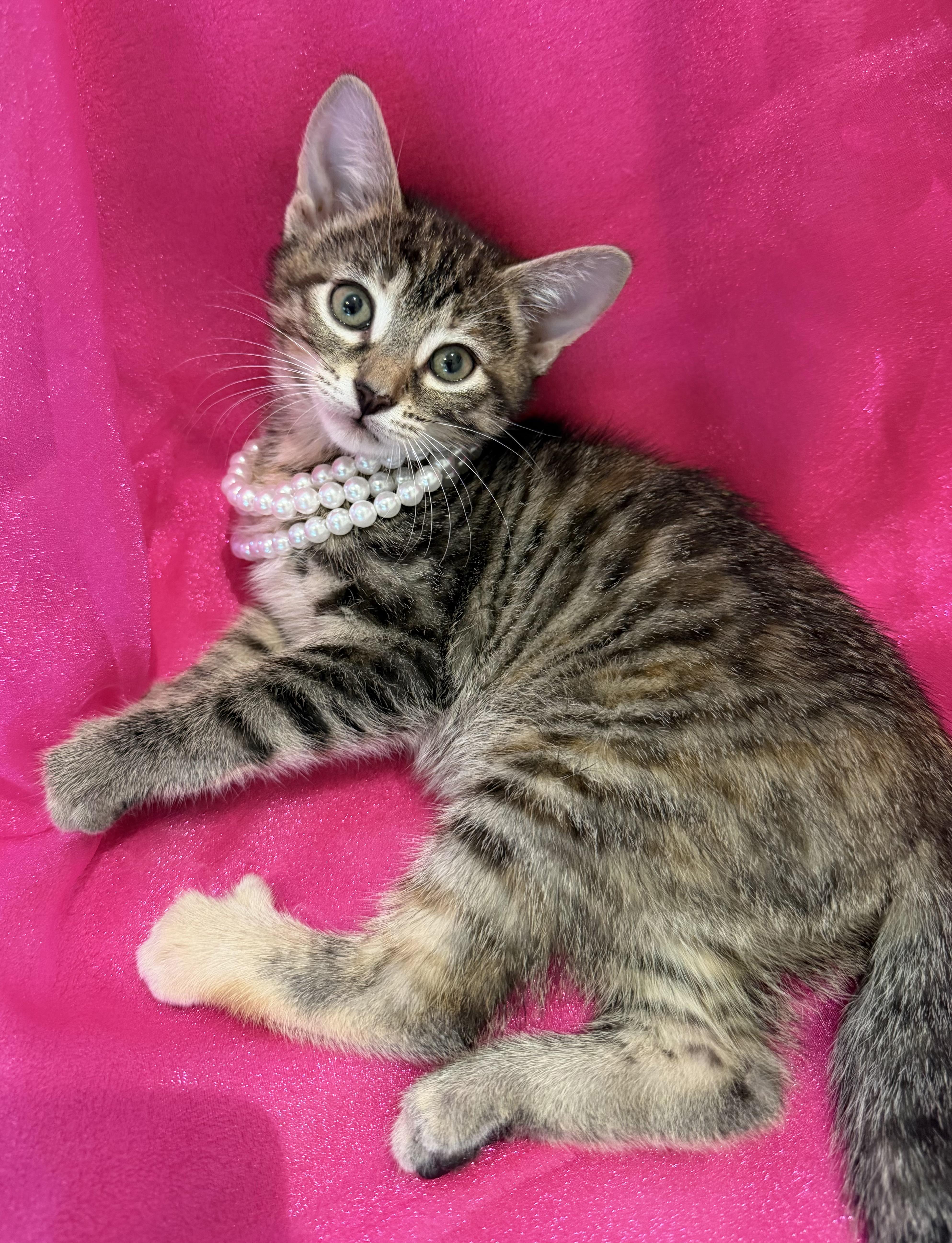 Twilight, a ADOPTABLE mixed breed in Lake Monroe, FL image 4/6