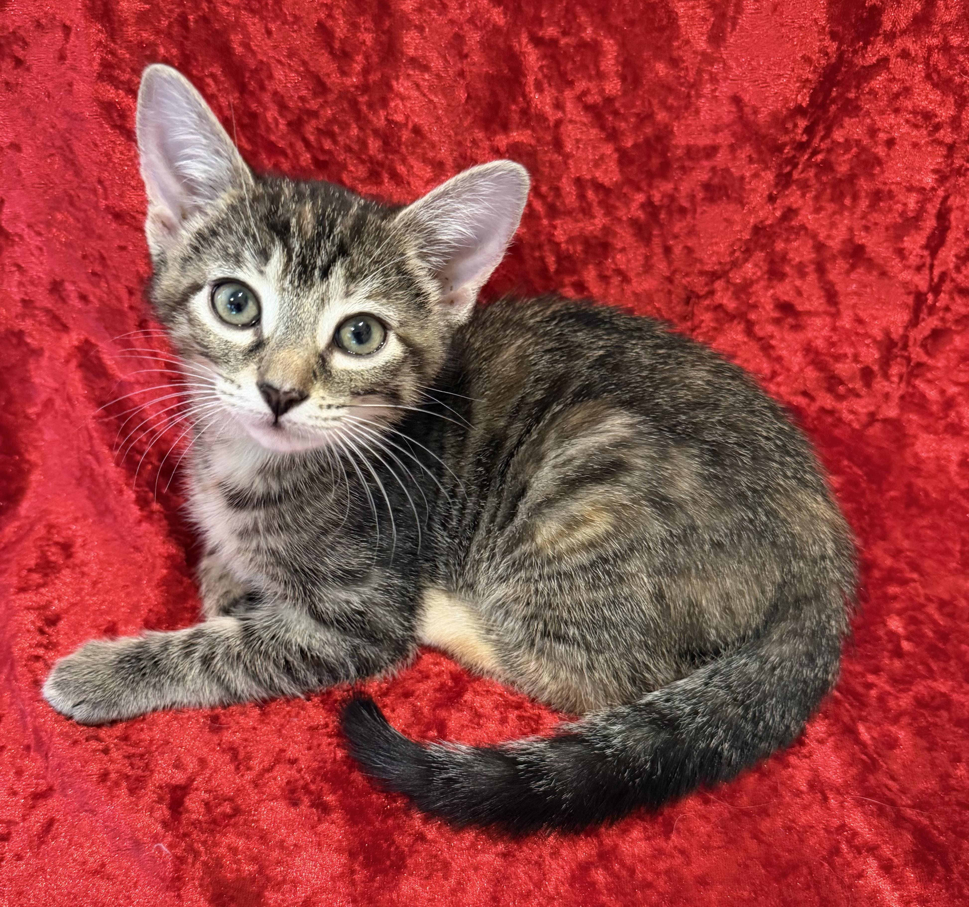 Twilight, a ADOPTABLE mixed breed in Lake Monroe, FL image 5/6