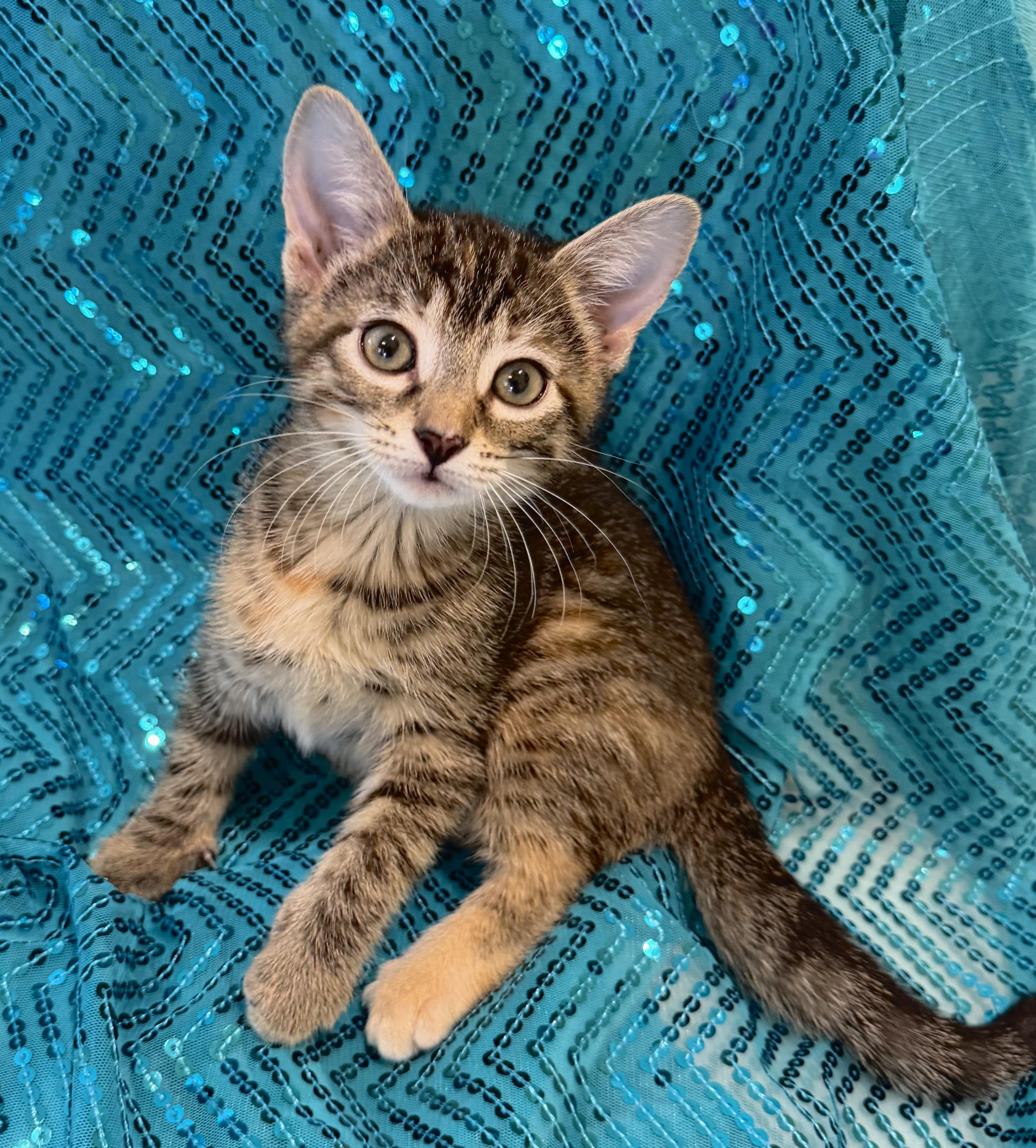 Twilight, a ADOPTABLE mixed breed in Lake Monroe, FL image 6/6