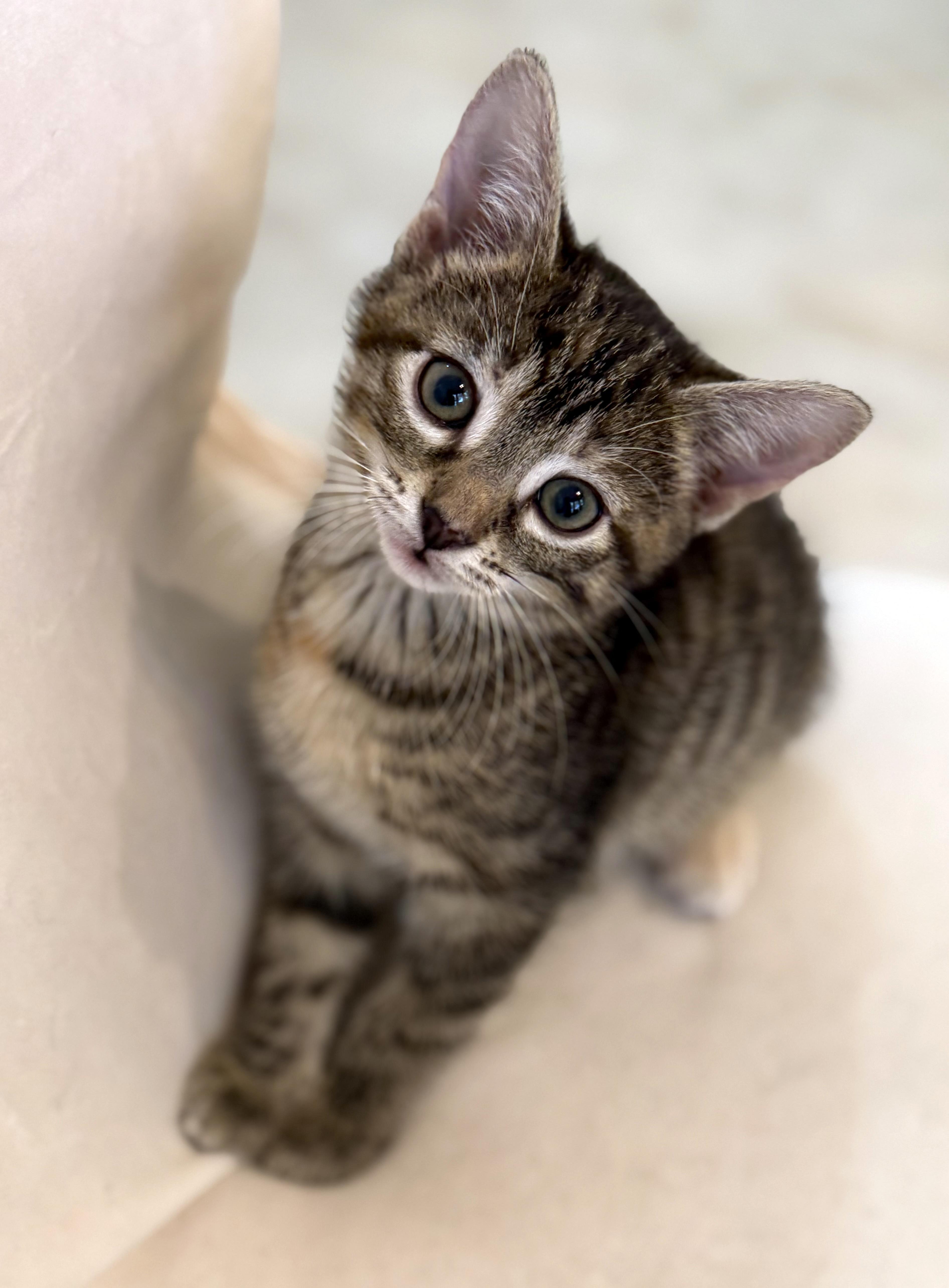 Twilight, a ADOPTABLE mixed breed in Lake Monroe, FL image 2/6
