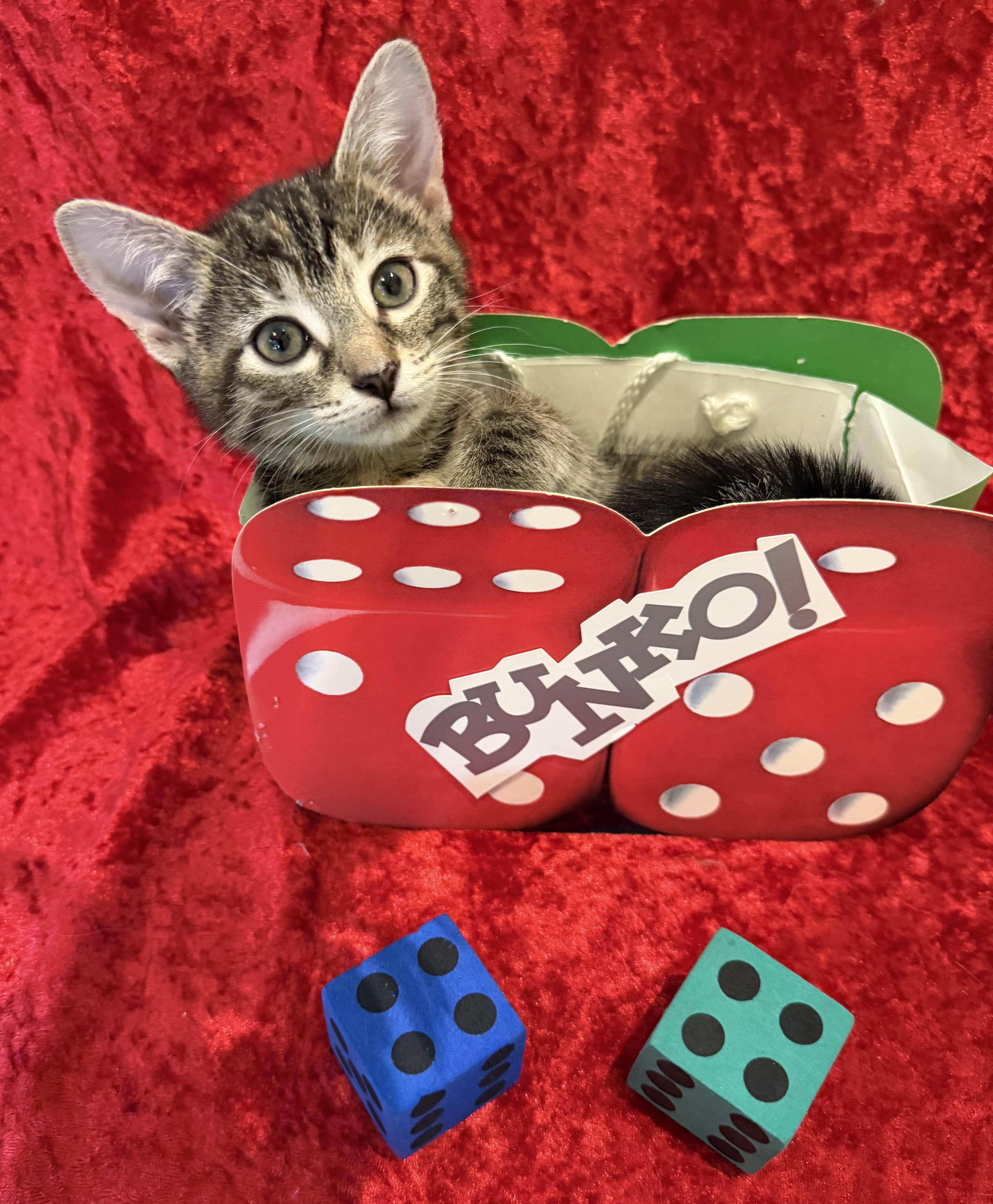 Twilight, a ADOPTABLE mixed breed in Lake Monroe, FL image 3/6