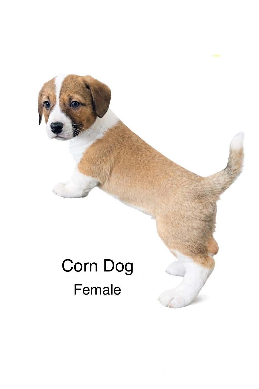 Enlarge Corn Dog , a Adoptable mixed breed in SYLVANIA, GA image 1/6