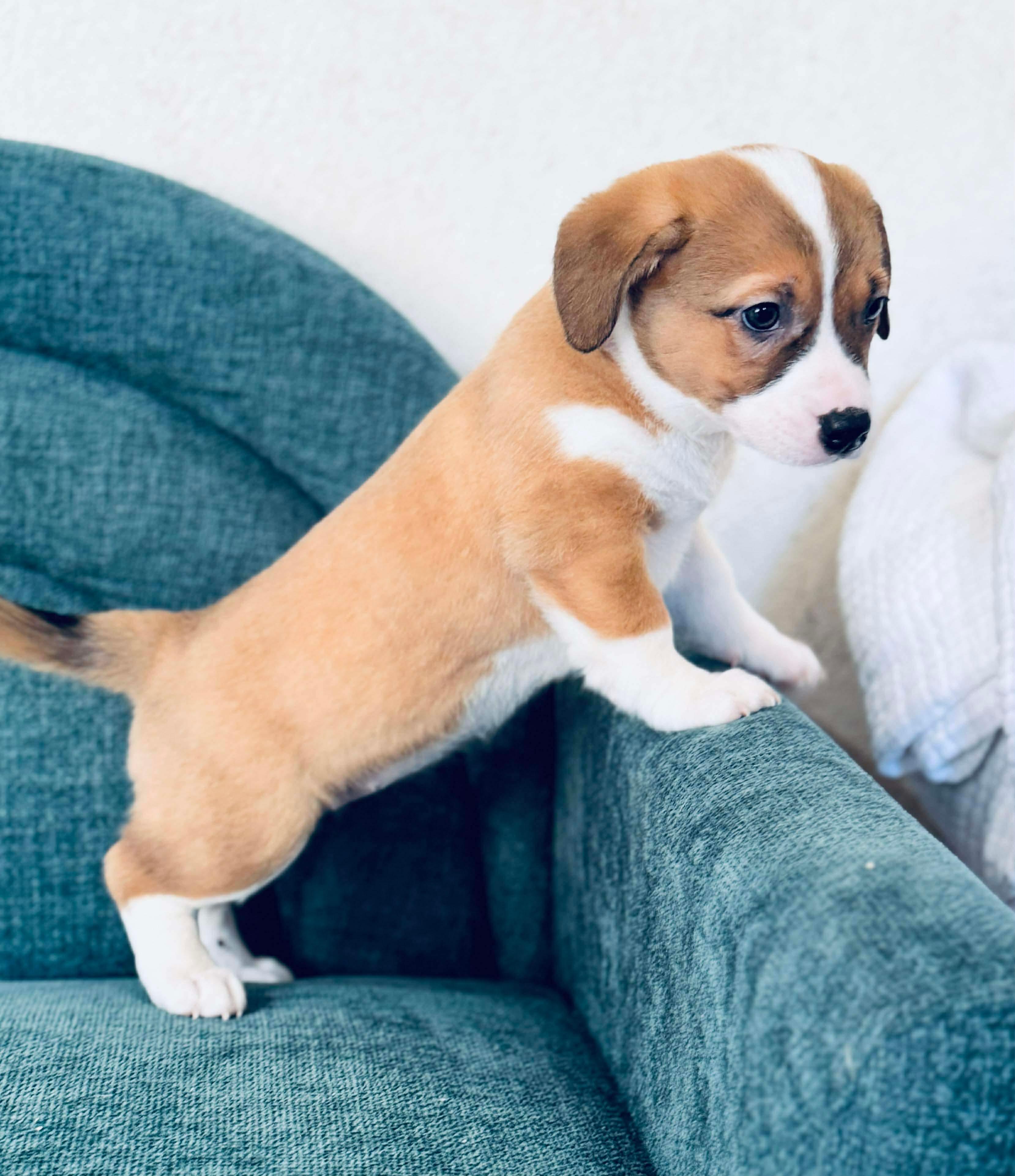 Enlarge Corn Dog , a Adoptable mixed breed in SYLVANIA, GA image 3/6