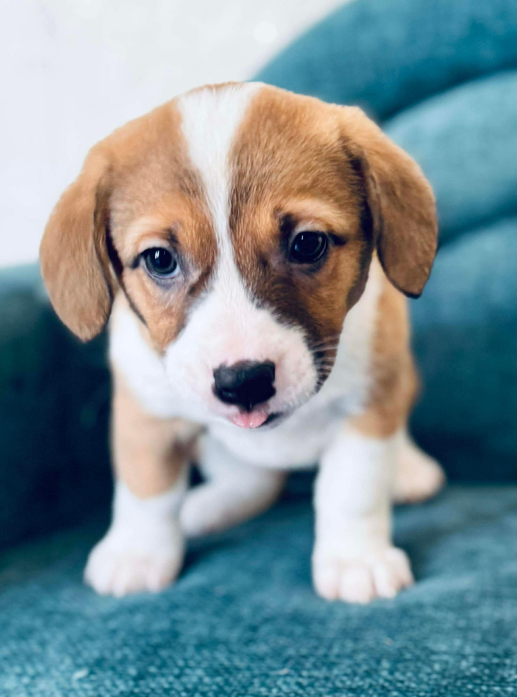 Enlarge Corn Dog , a Adoptable mixed breed in SYLVANIA, GA image 6/6