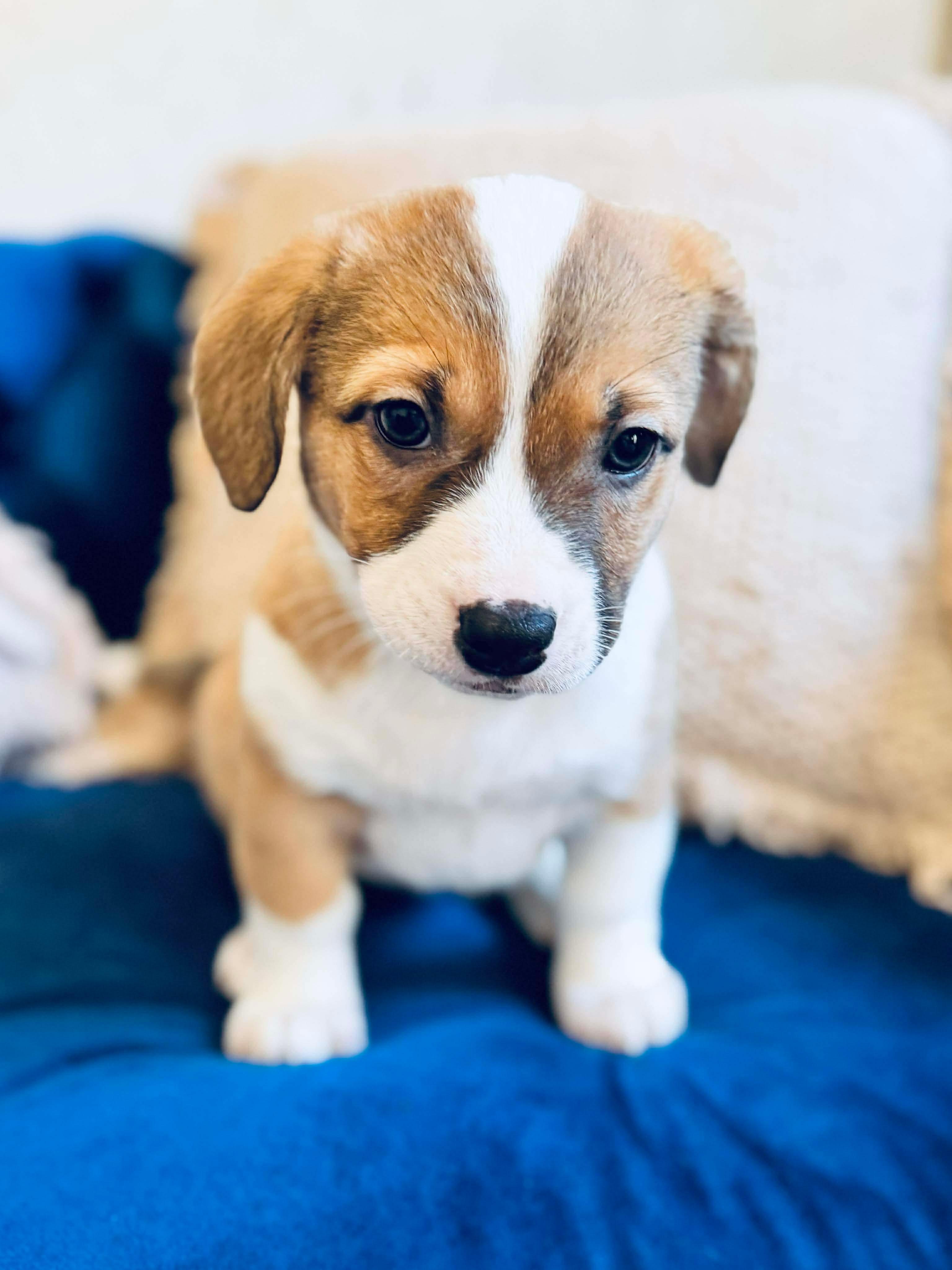 Enlarge Corn Dog , a Adoptable mixed breed in SYLVANIA, GA image 5/6
