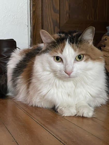 Enlarge Arabica (Ruby), a Adoptable mixed breed in Montreal, QC image 1/3