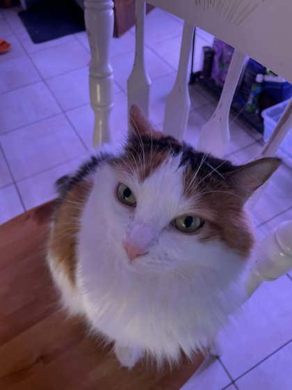 Enlarge Arabica (Ruby), a Adoptable mixed breed in Montreal, QC image 2/3