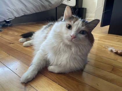 Enlarge Arabica (Ruby), a Adoptable mixed breed in Montreal, QC image 3/3