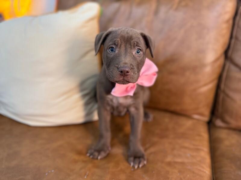 Pj sweets — thumbnail 3