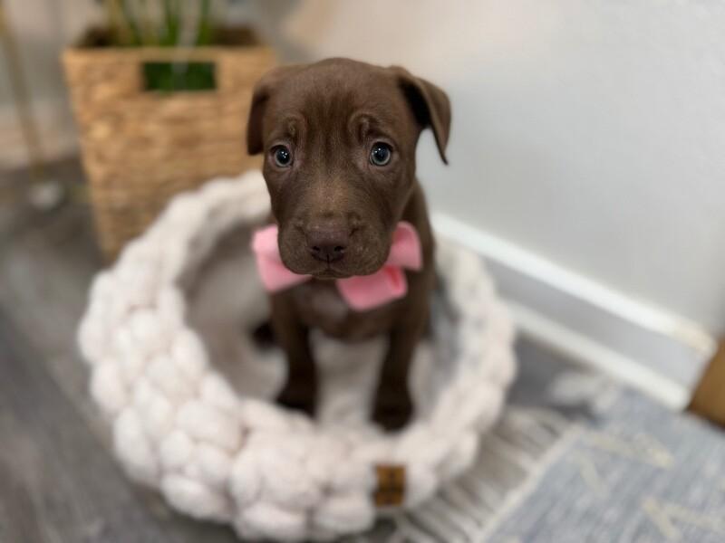 Pj sweets — thumbnail 4