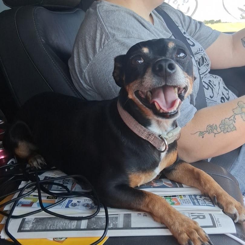 Enlarge Rocky, a Adoptable Miniature Pinscher in Goltry, OK image 1/2