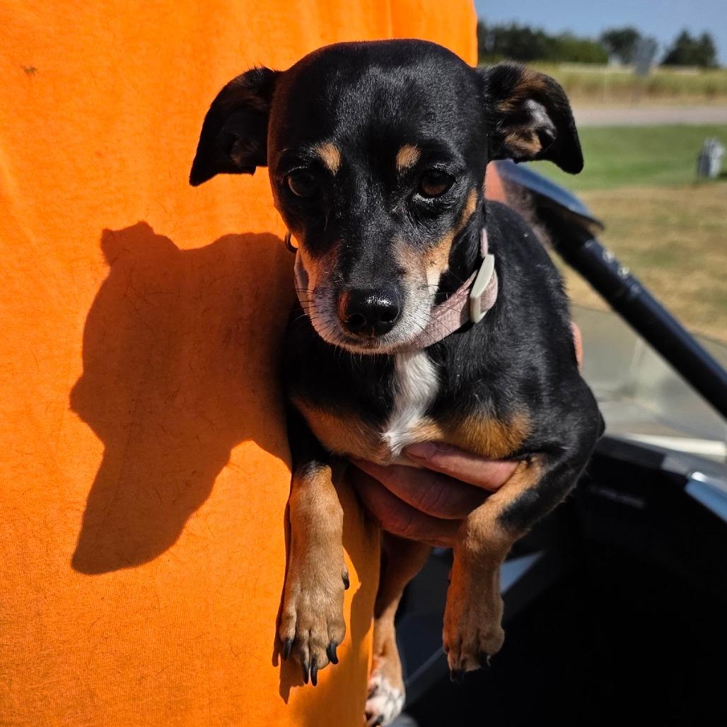 Enlarge Rocky, a Adoptable Miniature Pinscher in Goltry, OK image 2/2