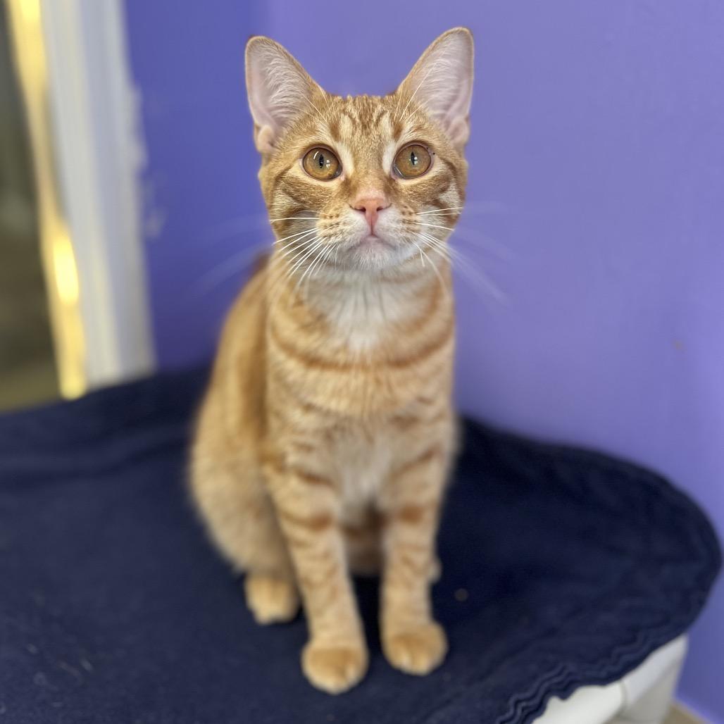 Enlarge Lucky, a Adoptable Domestic Short Hair in Mankato, MN image 1/2