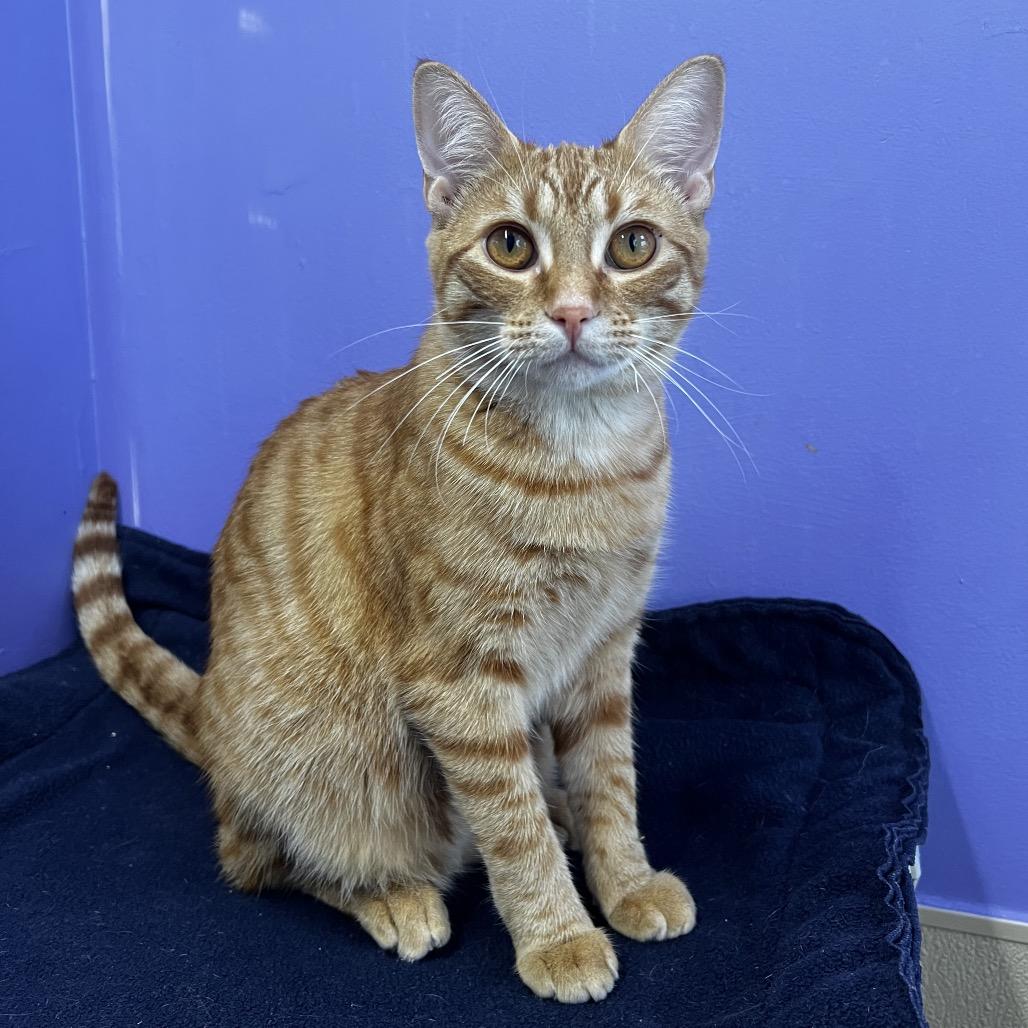 Enlarge Lucky, a Adoptable Domestic Short Hair in Mankato, MN image 2/2