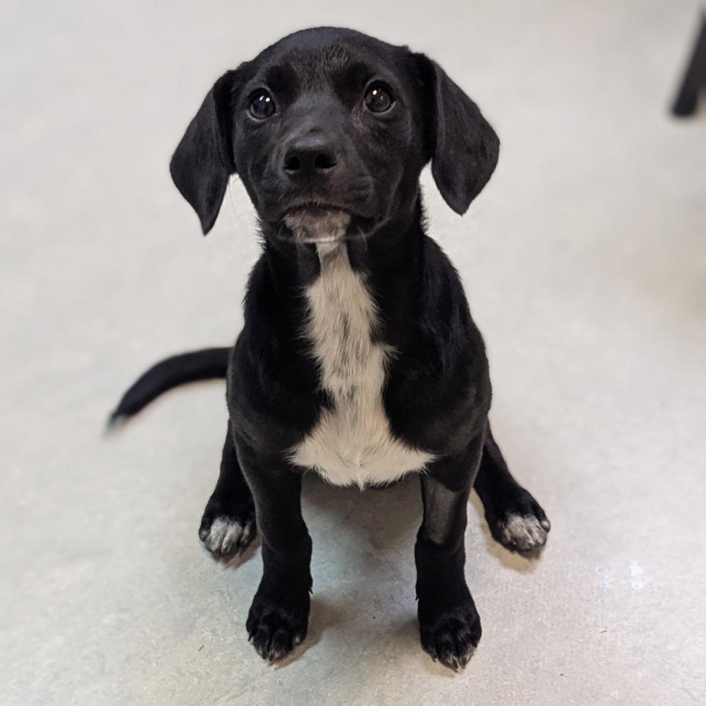 Queen Latifah, Adoptable, Young Female Beagle.