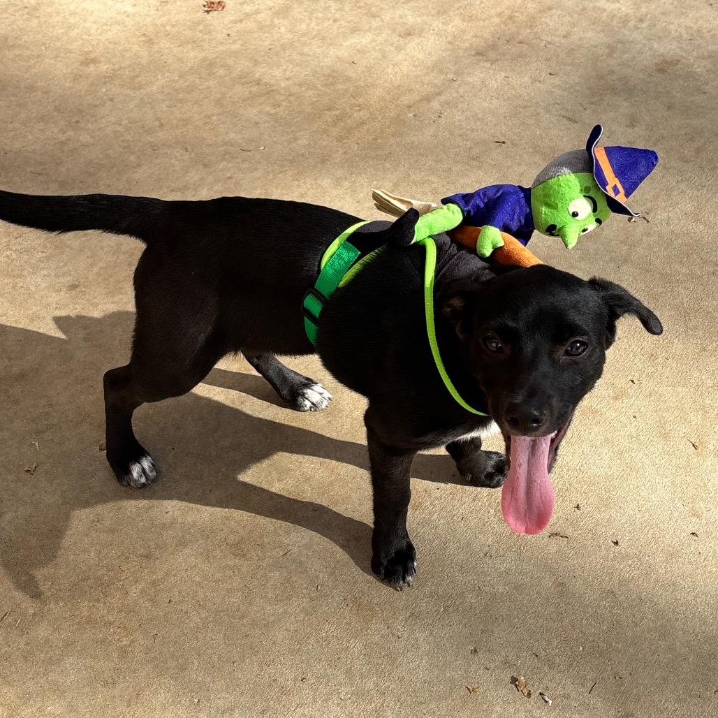Enlarge Queen Latifah, a Adoptable mixed breed in Fenton, MI image 1/2