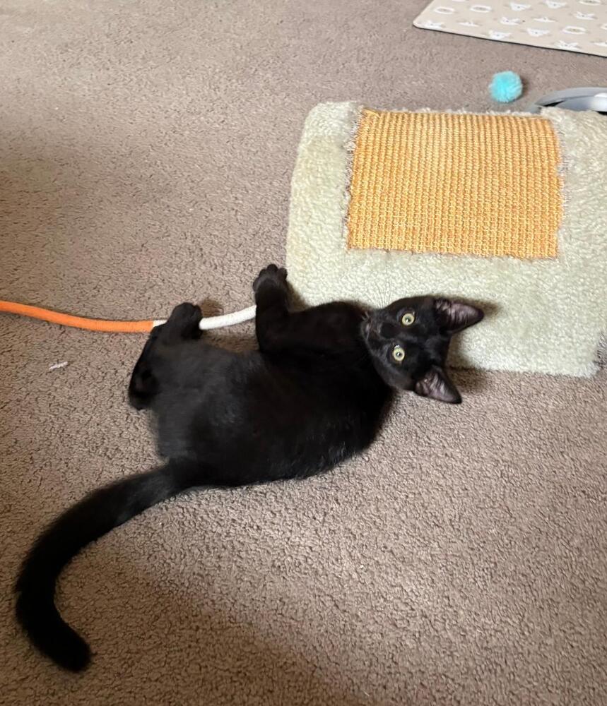 Enlarge Jett, a Adoptable Domestic Short Hair in Oceanside, CA image 3/5